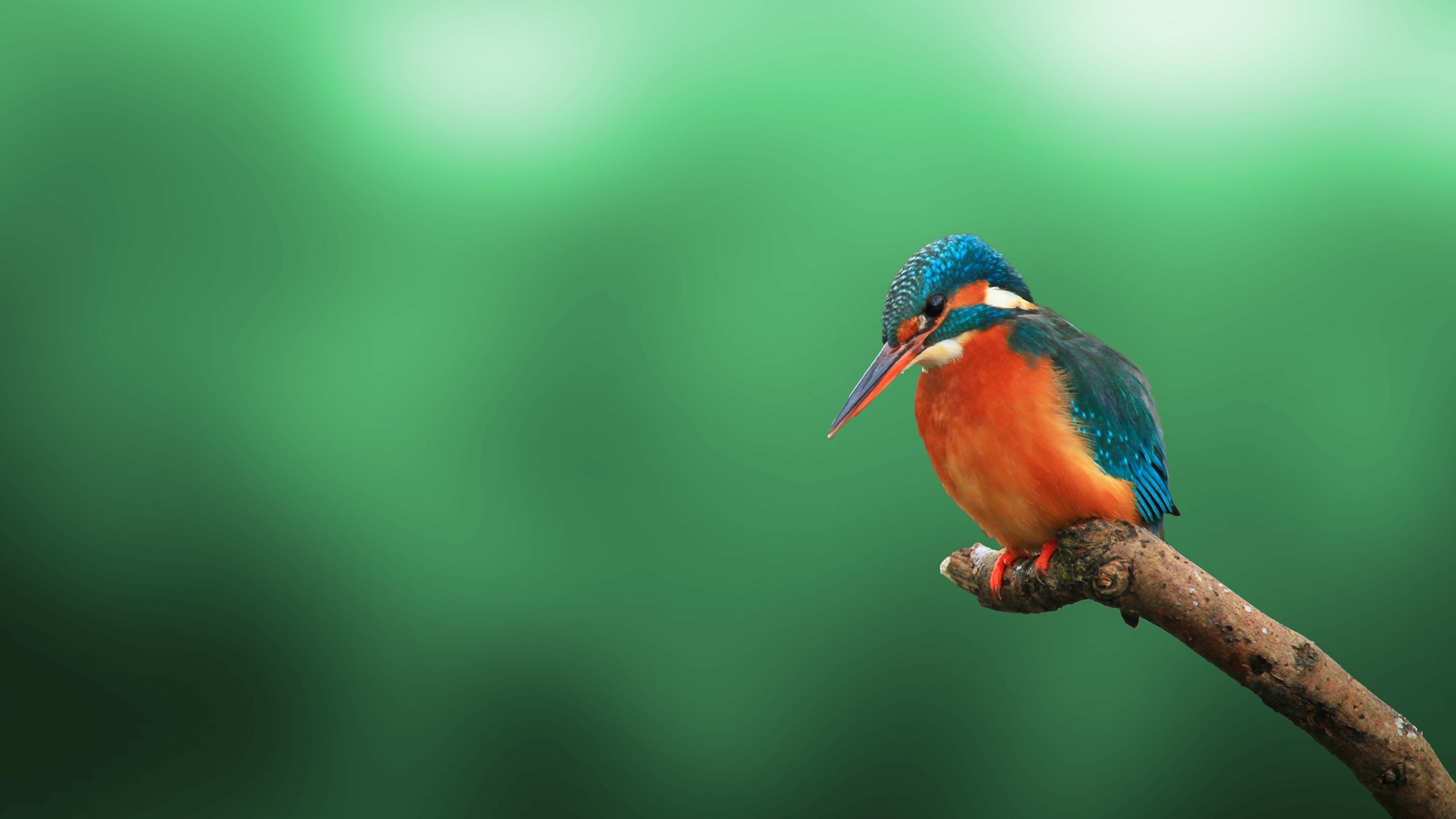 3840x2160 wallpapers, High-quality backgrounds, Birds, 4K resolution, 3840x2160 4K Desktop