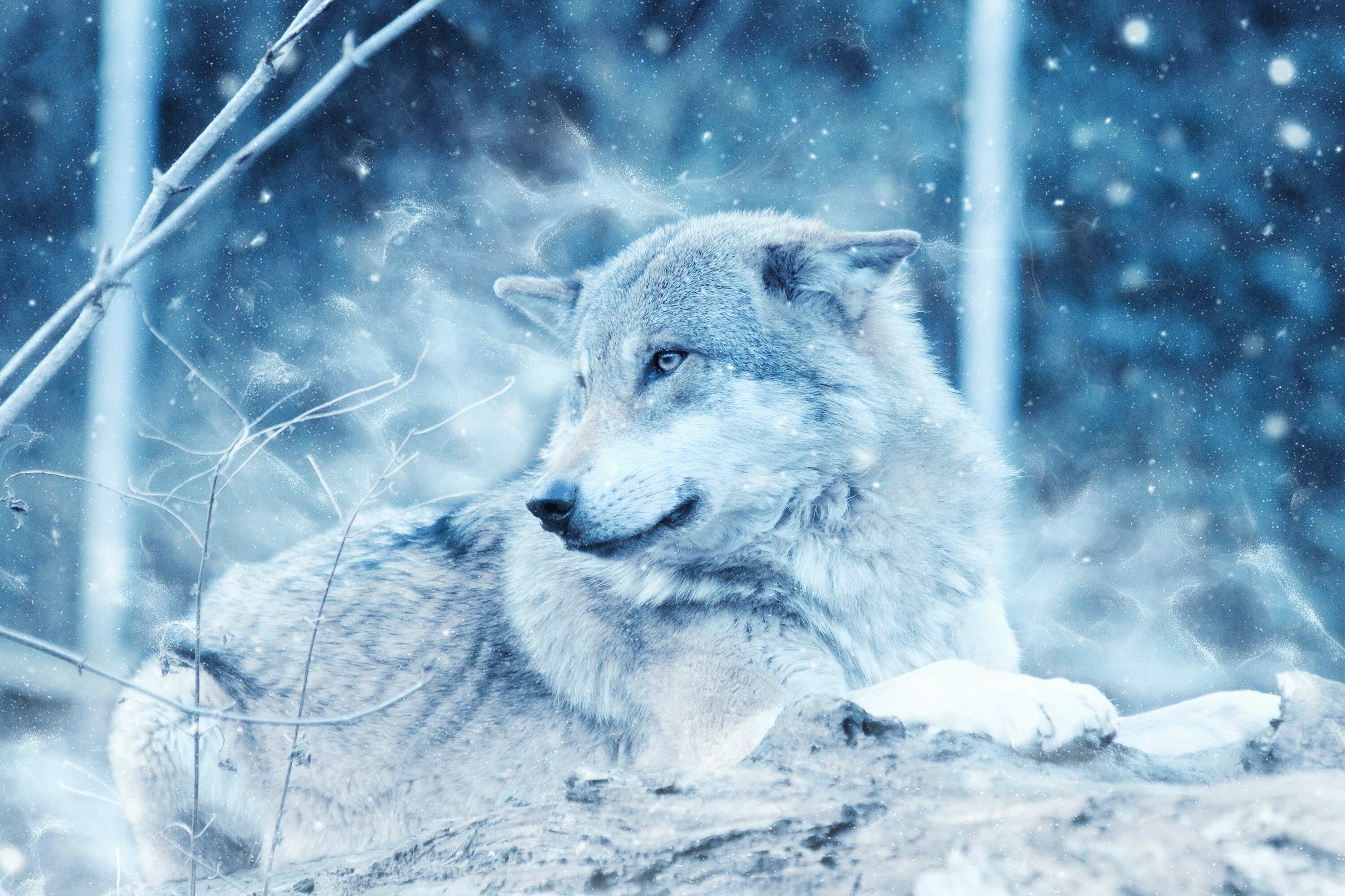 Snowy wolf, 4K HD background, Winter wonderland, Arctic wilderness, 3000x2000 HD Desktop