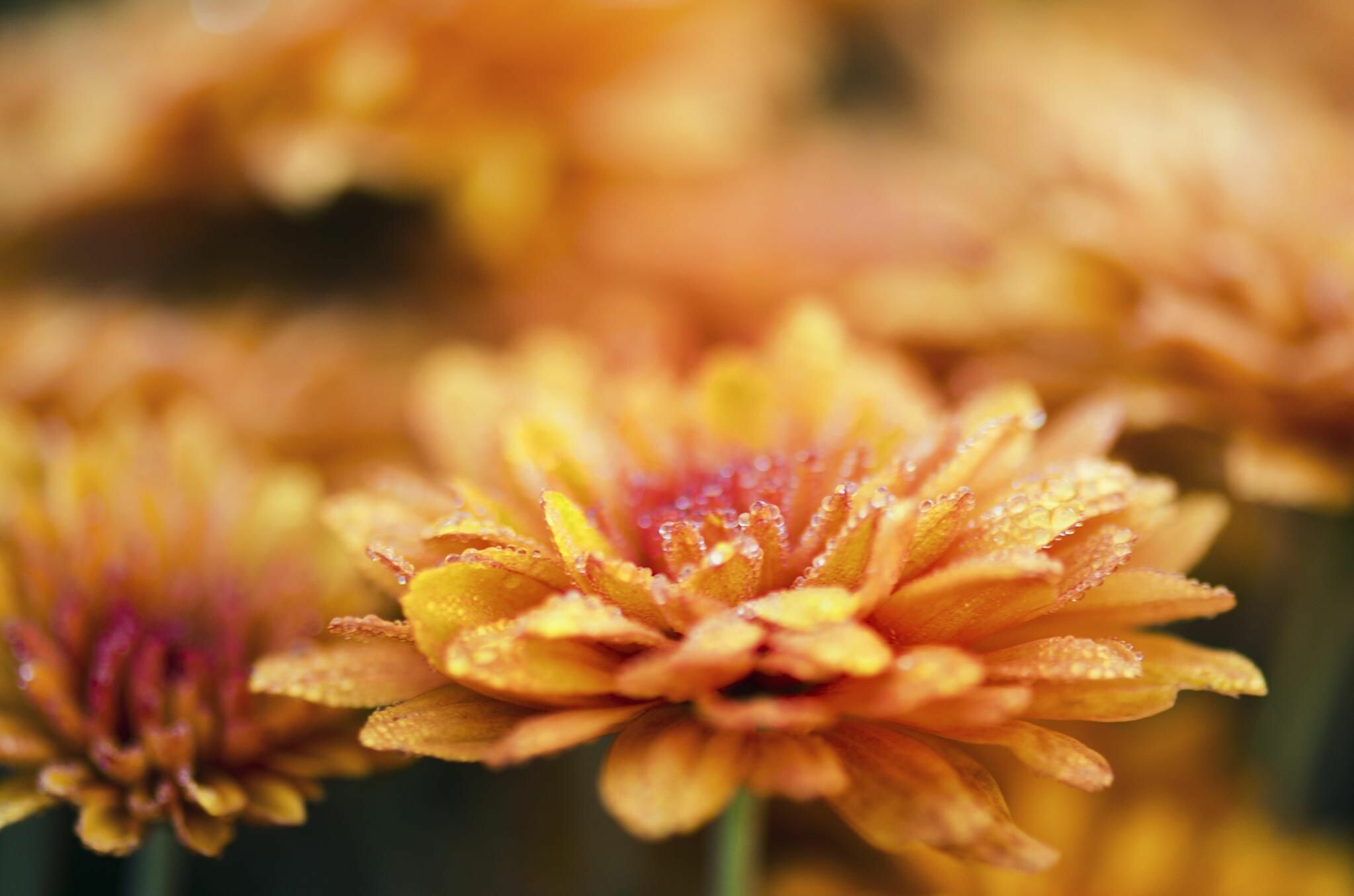 Chrysanthemum beauty, Stunning nature wallpapers, Flower's elegant charm, Delicate floral details, 2050x1360 HD Desktop