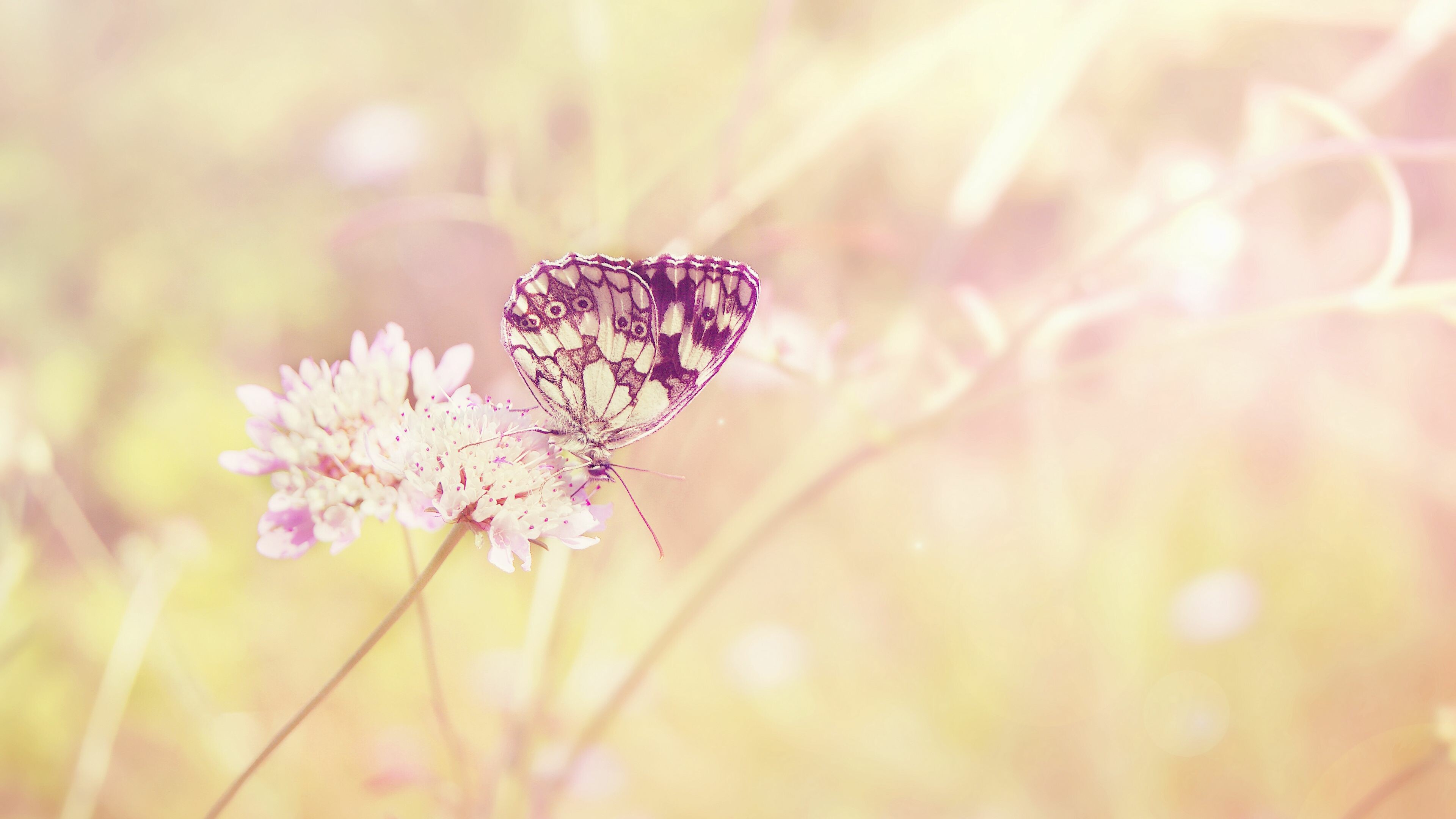 Butterfly, Summer Wallpaper, 3840x2160 4K Desktop