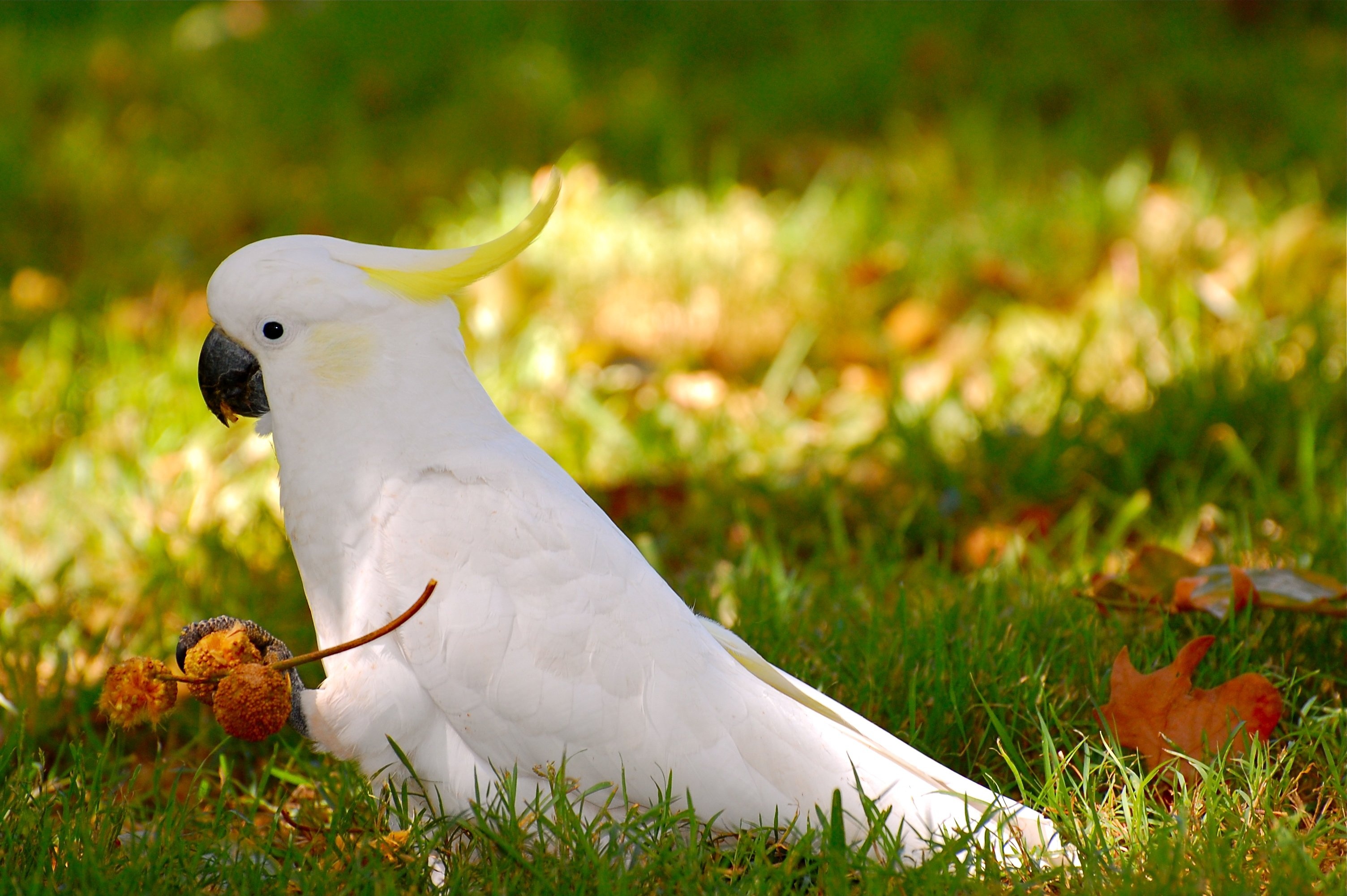 Tropical parrot, Vibrant wallpapers, Mobile backgrounds, Colorful feathers, 3010x2000 HD Desktop