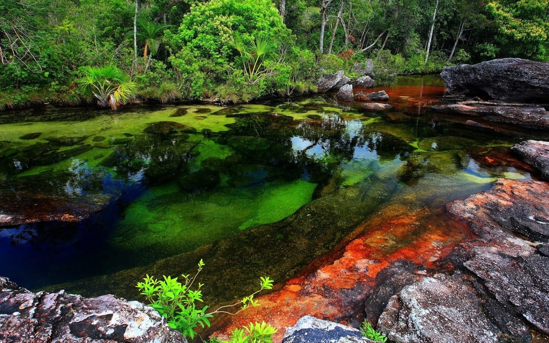 Serrania de la Macarena, Cao Cristales HD wallpapers, 1920x1200 HD Desktop