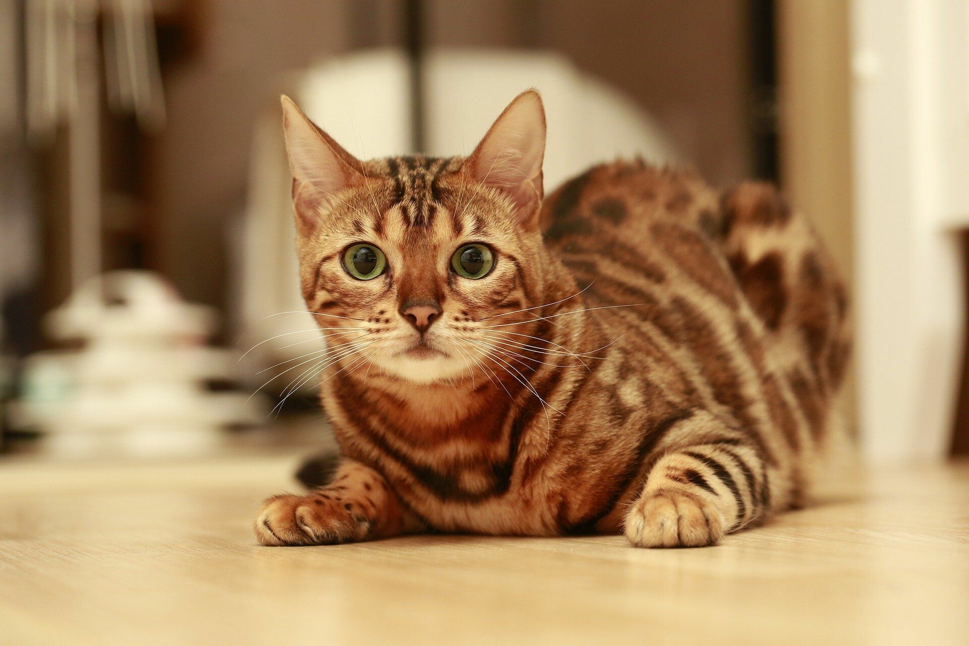 Impressive bengal cats, Ryan Thompson's collection, Eye-catching wallpapers, Stunning visuals, 1920x1280 HD Desktop