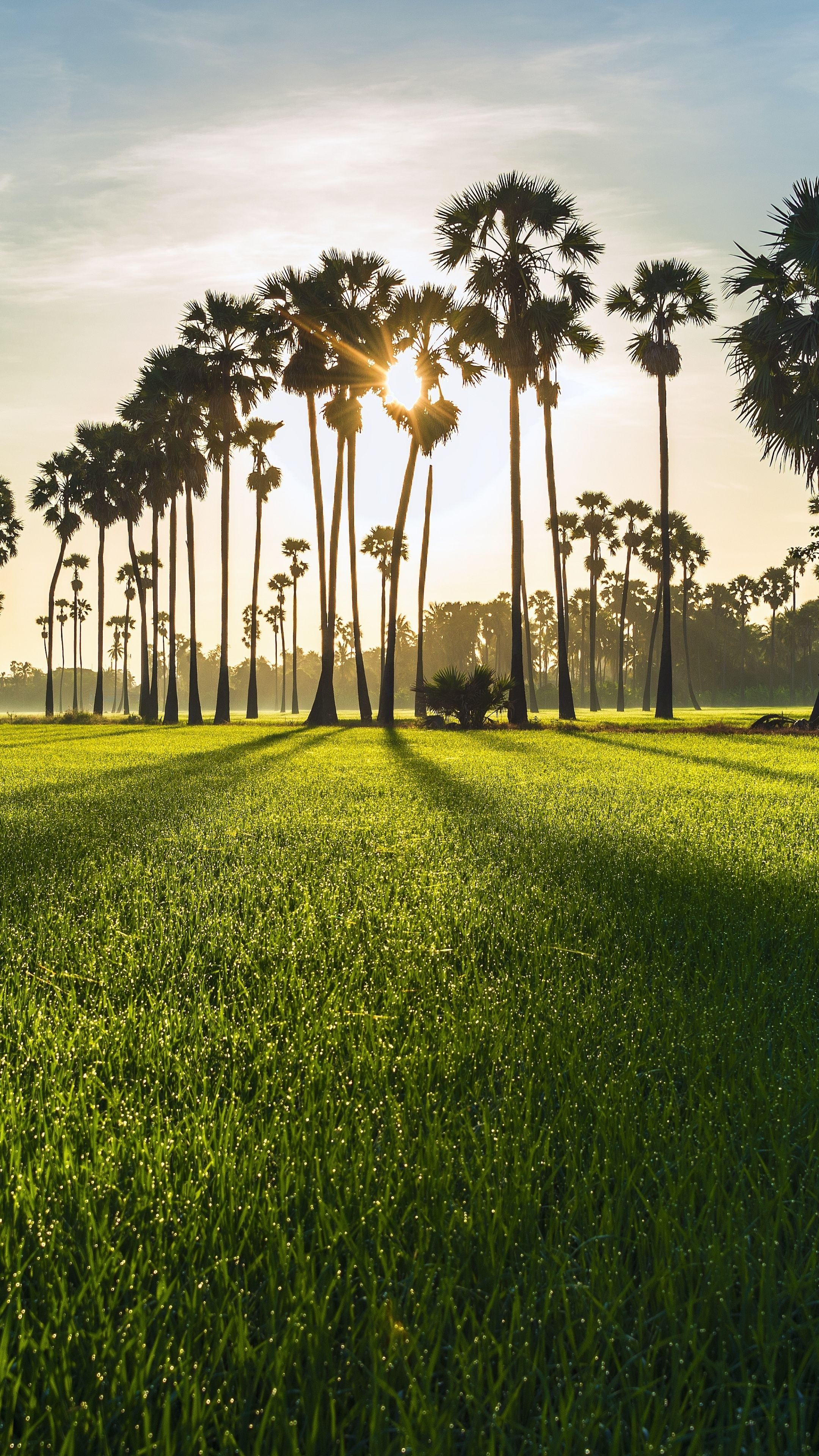 Green farms landscapes, Sunrise in nature, 2160x3840 4K Phone