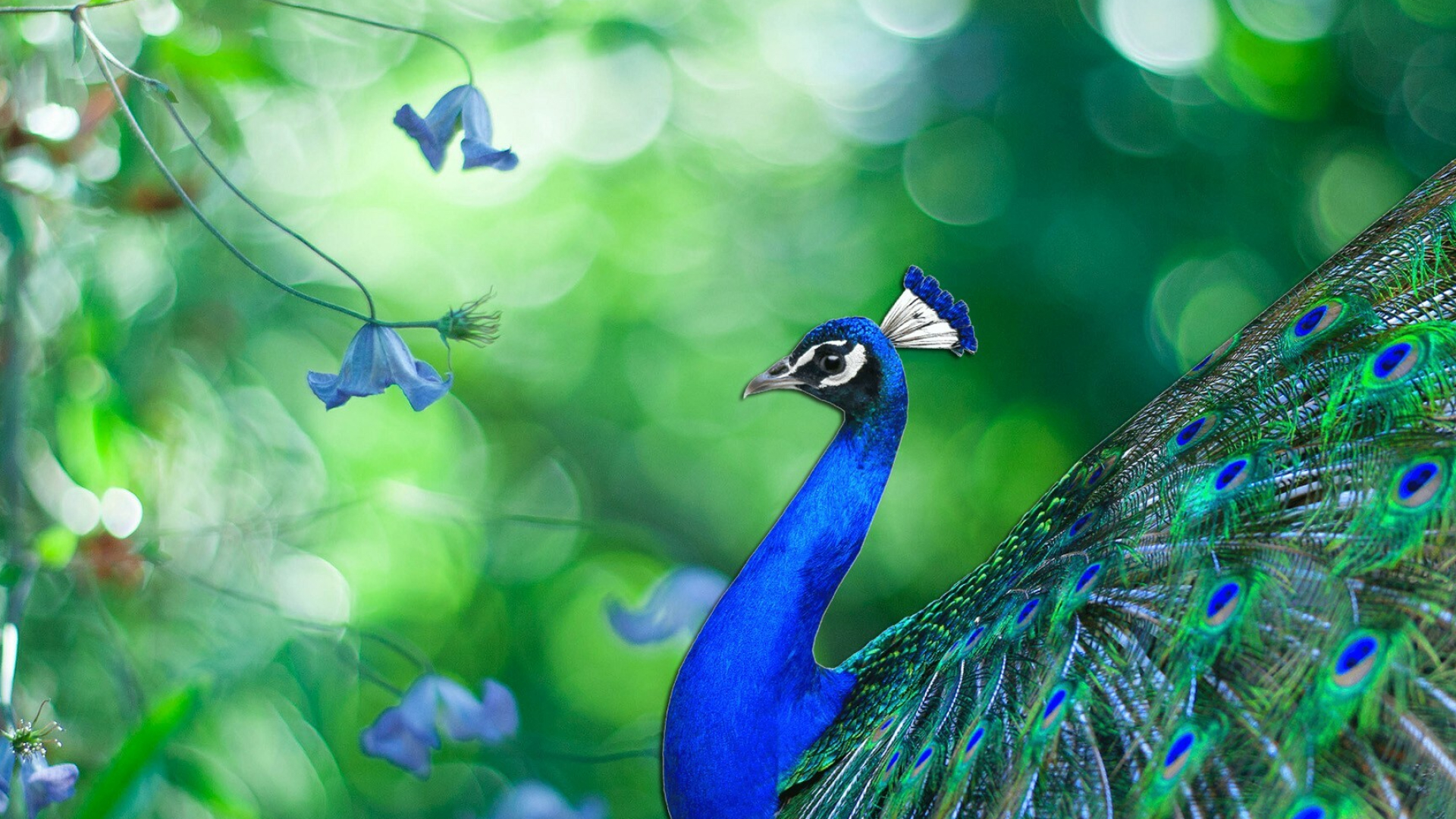 Peacock high definition, Exquisite bird, Beautiful plumage, Nature, 1920x1080 Full HD Desktop