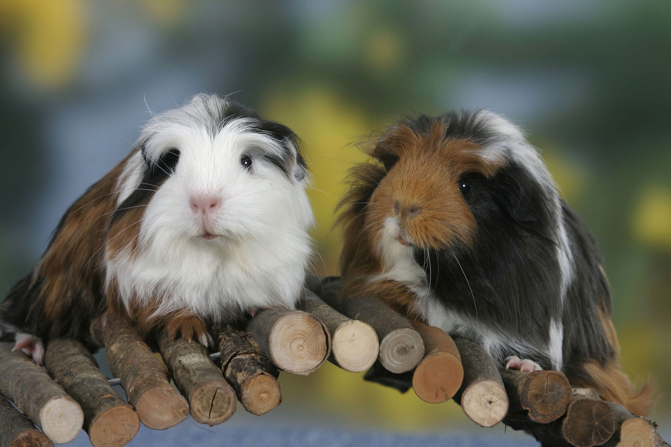 Guinea Pig, Caring for your piggy, Acirc128148 pet superstore, Piggy essentials, 2560x1710 HD Desktop