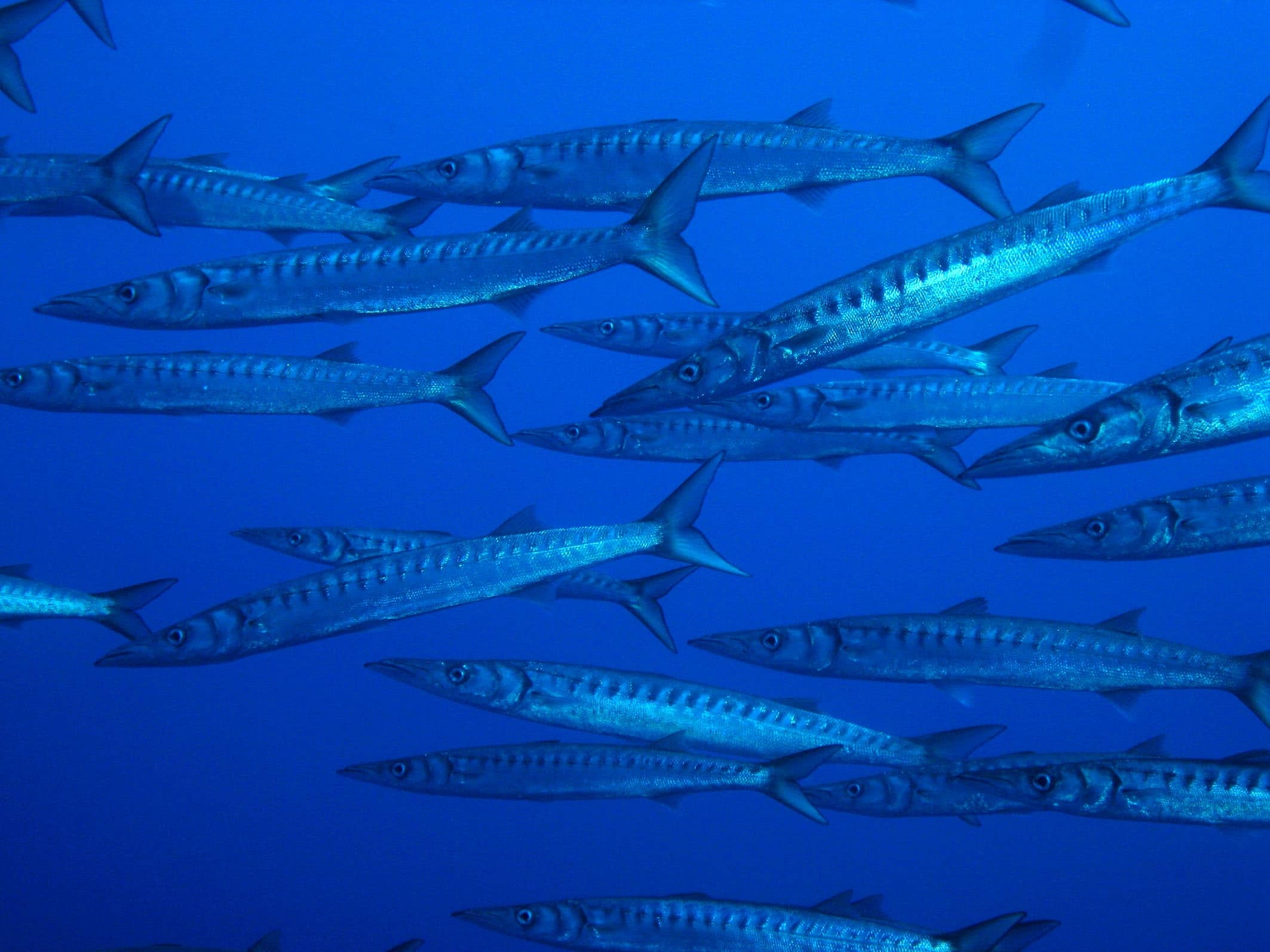 Yellowmouth barracuda, Ocanographique Paul Ricard, Marine institute, Mediterranean, 2130x1600 HD Desktop