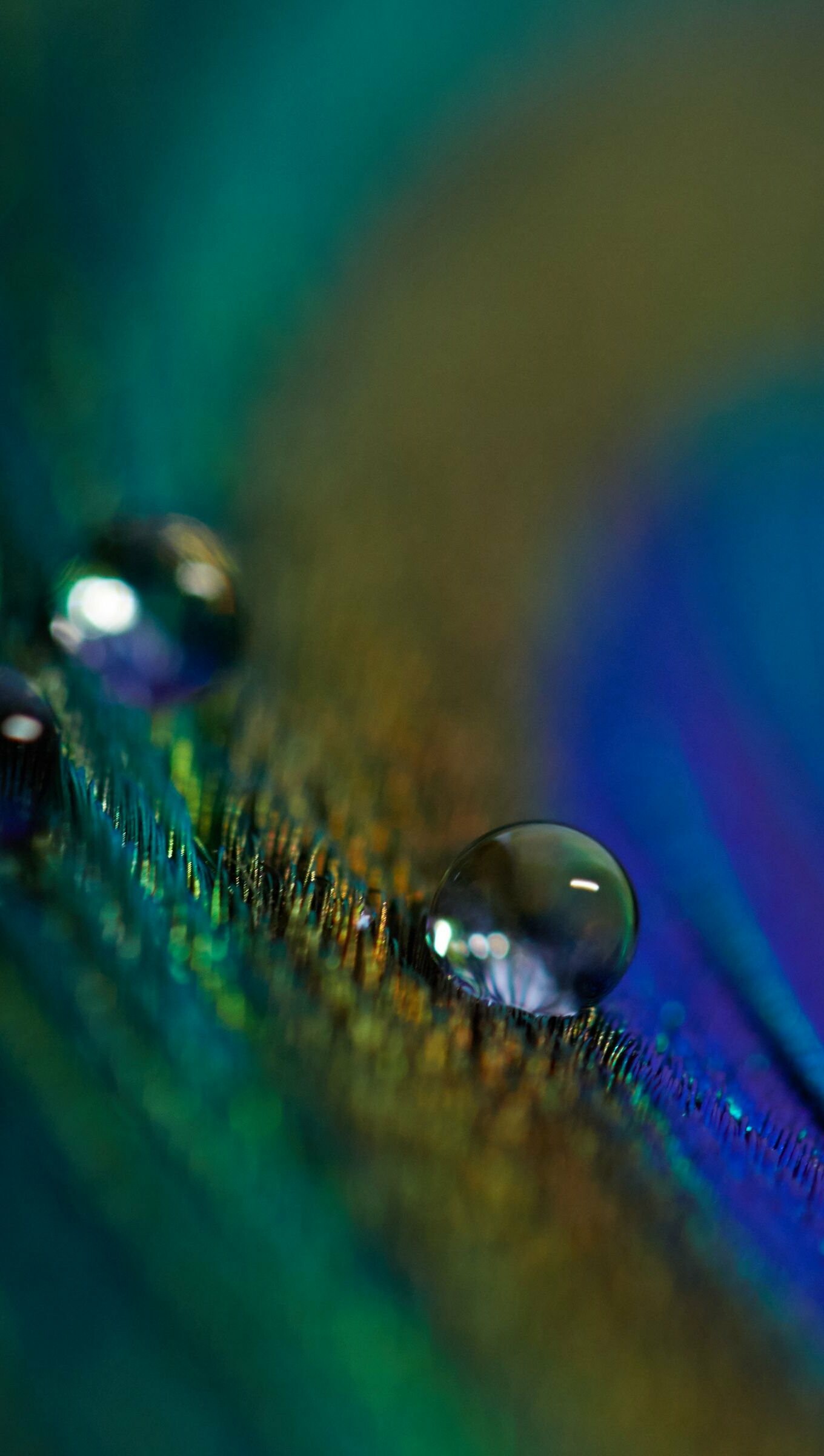 Feather from peacock, 4K Ultra HD, Exquisite details, Nature's perfection, 1360x2400 HD Phone