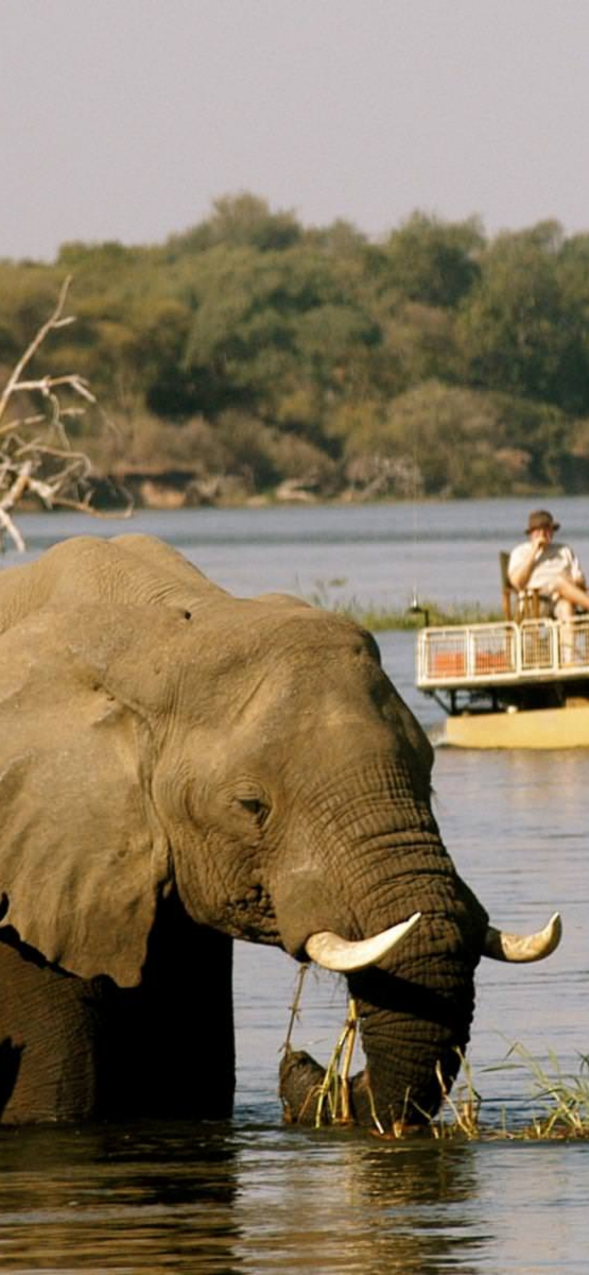 The Zambezi, Lower Zambezi National Park, Phone wallpaper, 1170x2540 HD Phone