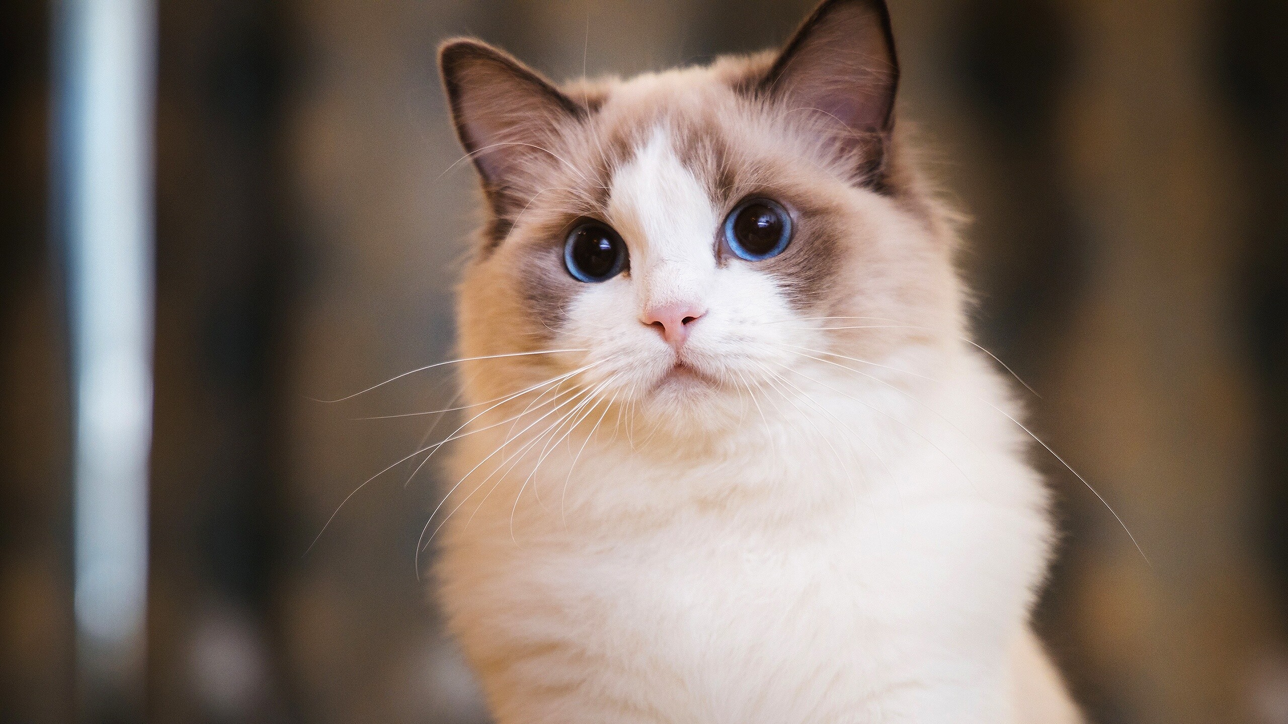 Ragdoll cat, Serene expression, Blue eyes, Graceful elegance, 2560x1440 HD Desktop