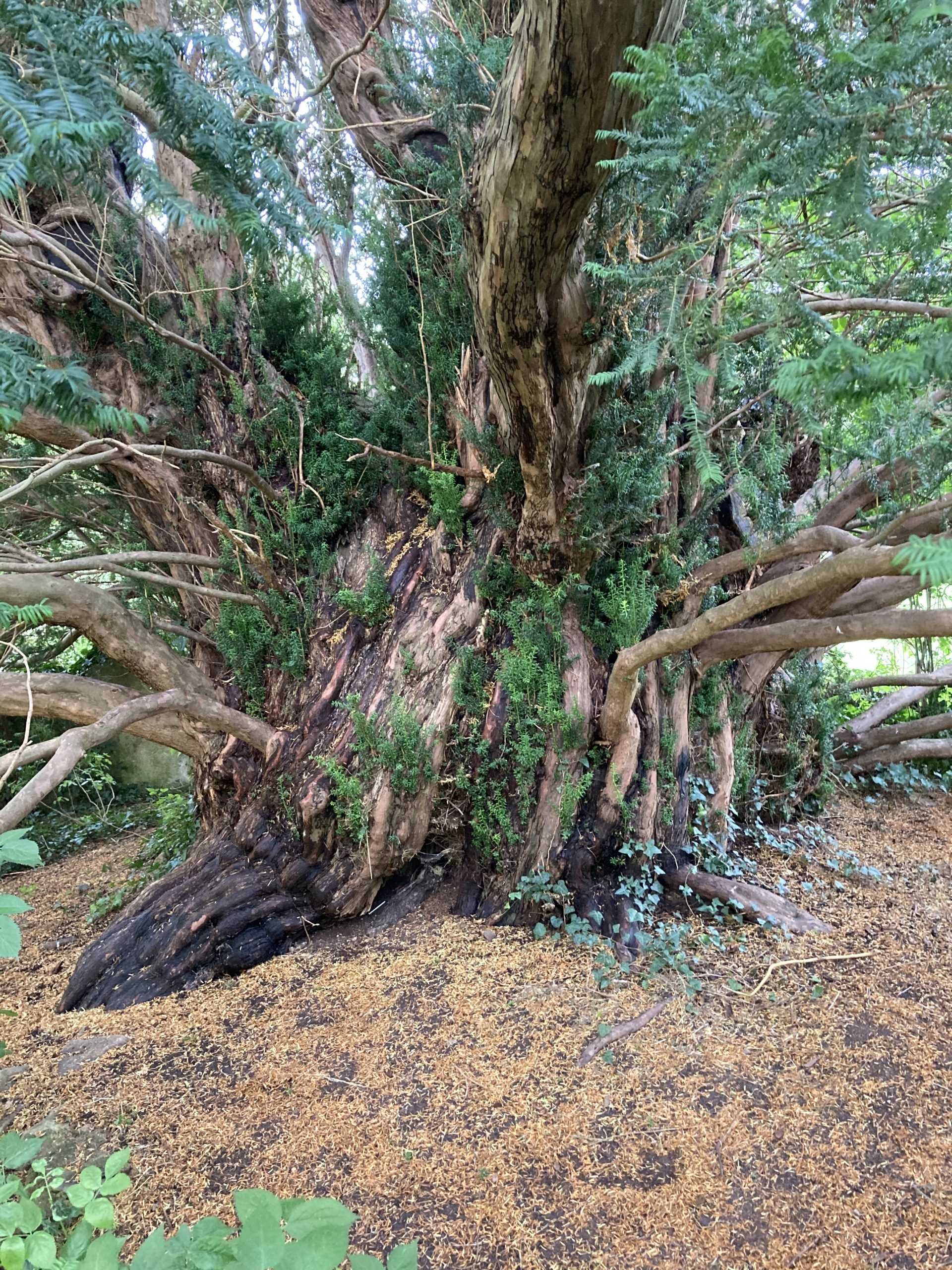 Tree frontiers, Tree, Yew tree, 1920x2560 HD Phone