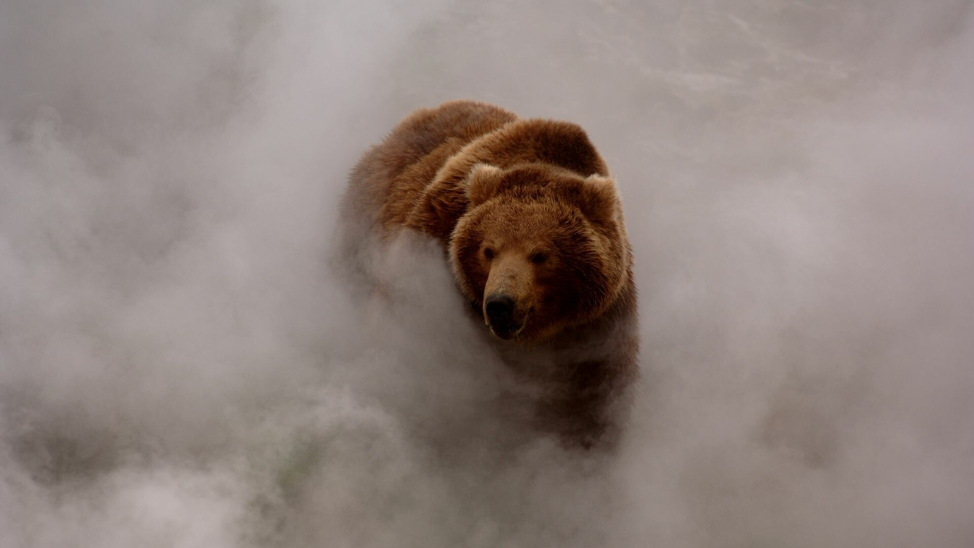 Big bear, Magnificent size, Untamed power, Wallpaper, 1920x1080 Full HD Desktop