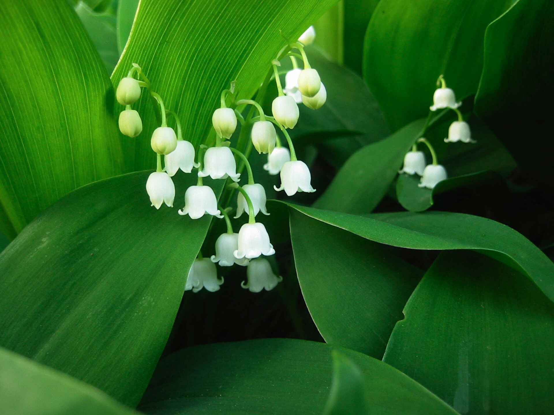 Lily of the Valley, HD wallpaper, Nature beauty, Flower, 1920x1440 HD Desktop