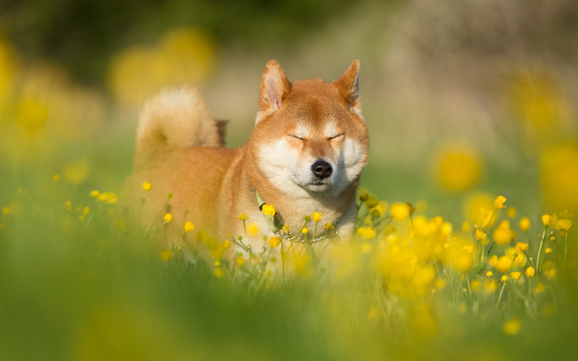 Shiba Inu, Lawn pets, Cute dog, 1920x1200 HD Desktop