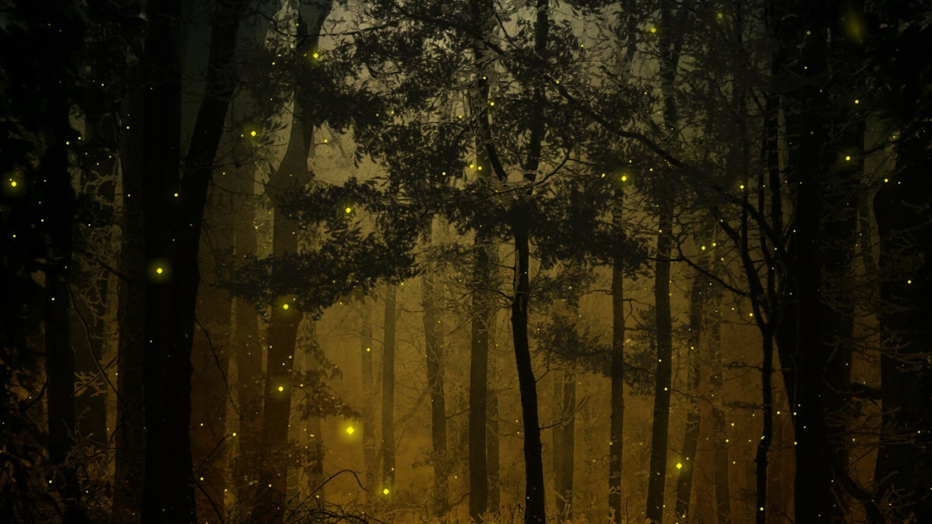 Nighttime woods, Firefly (Insect) Wallpaper, 1920x1080 Full HD Desktop