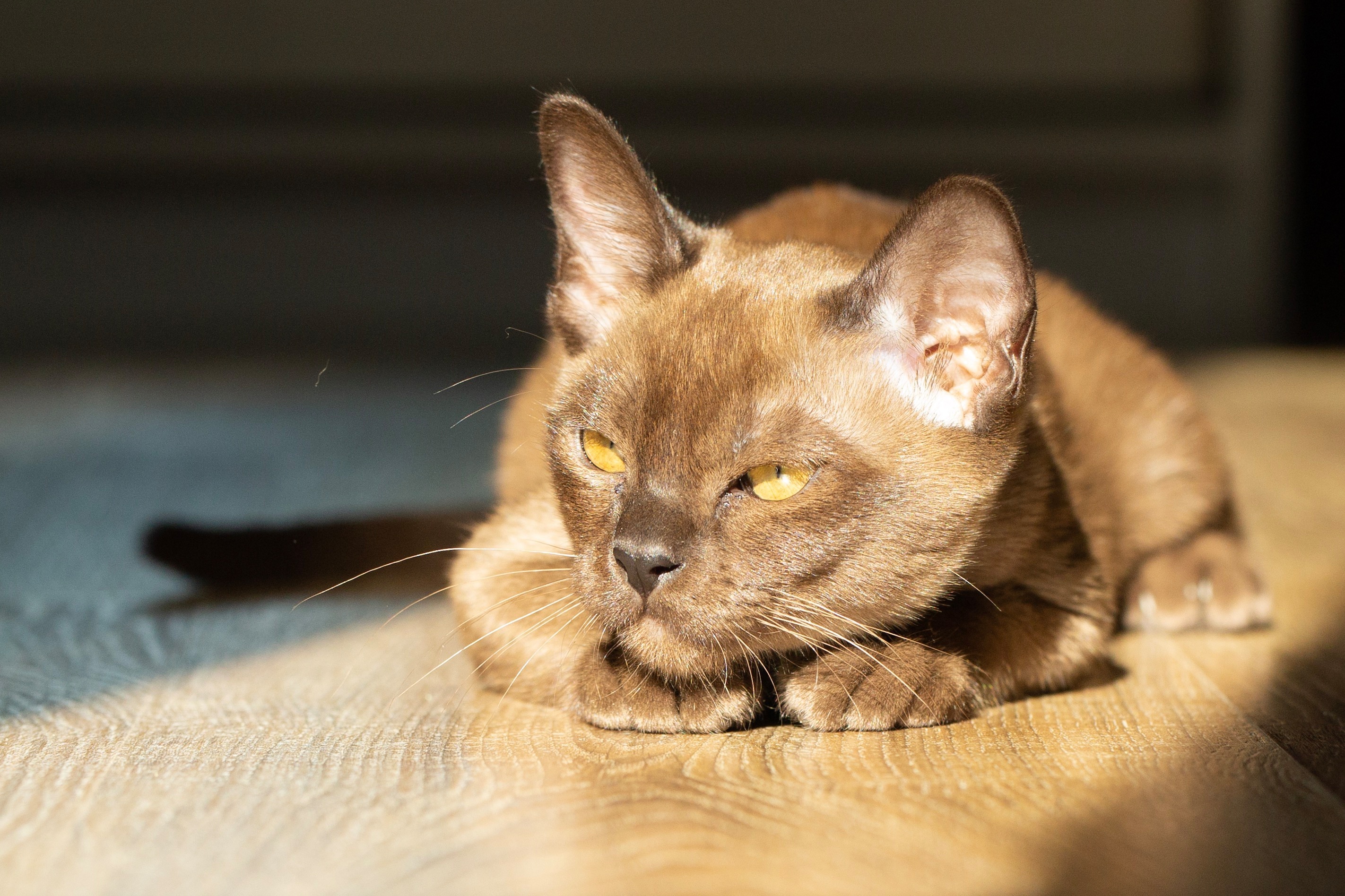 Burmese Cat wallpapers, Beautiful feline, HD images, Desktop backgrounds, 2850x1900 HD Desktop