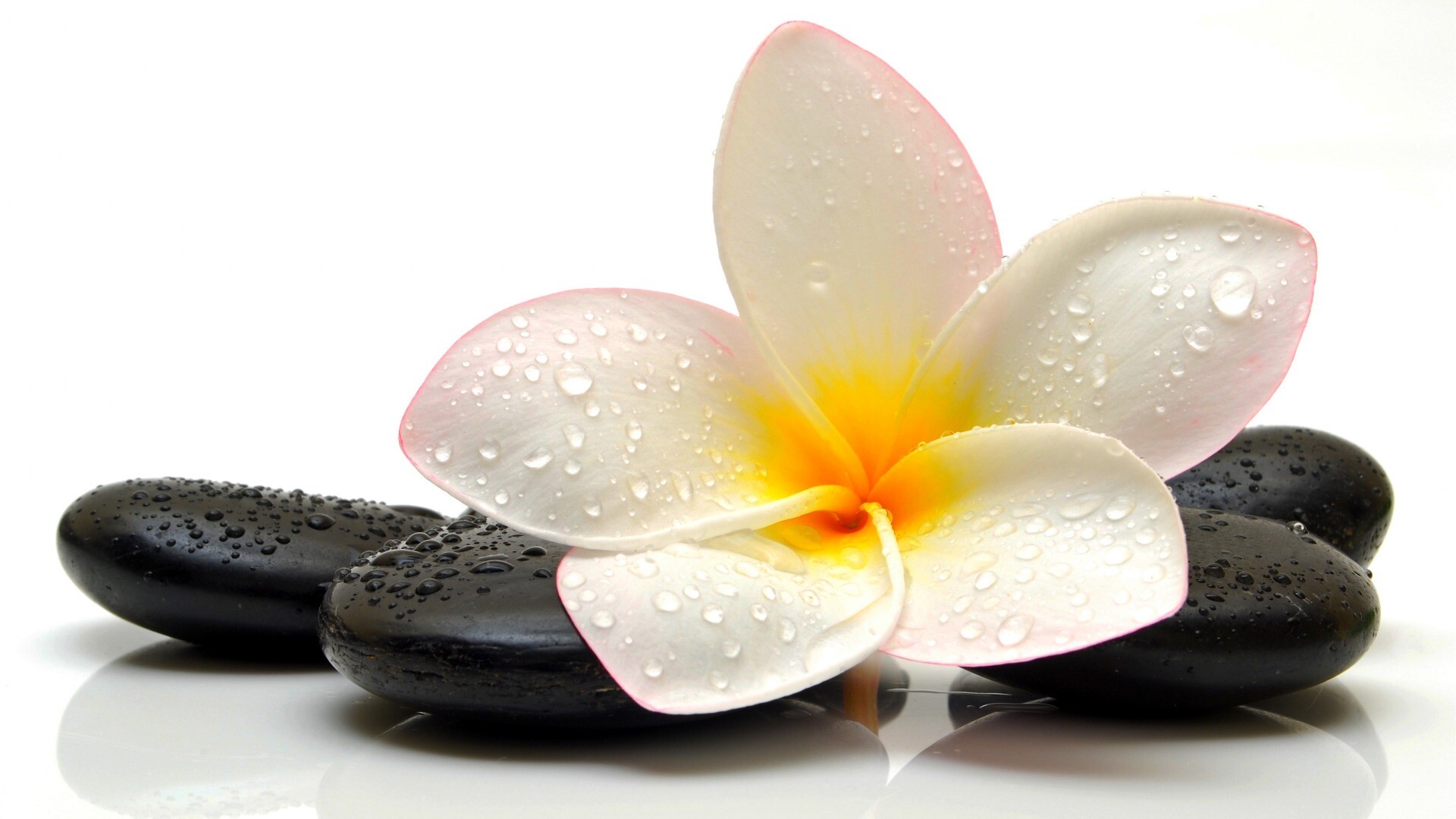 Droplet-covered stone, Frangipani flower, Black stones, Serene backdrop, 1920x1080 Full HD Desktop