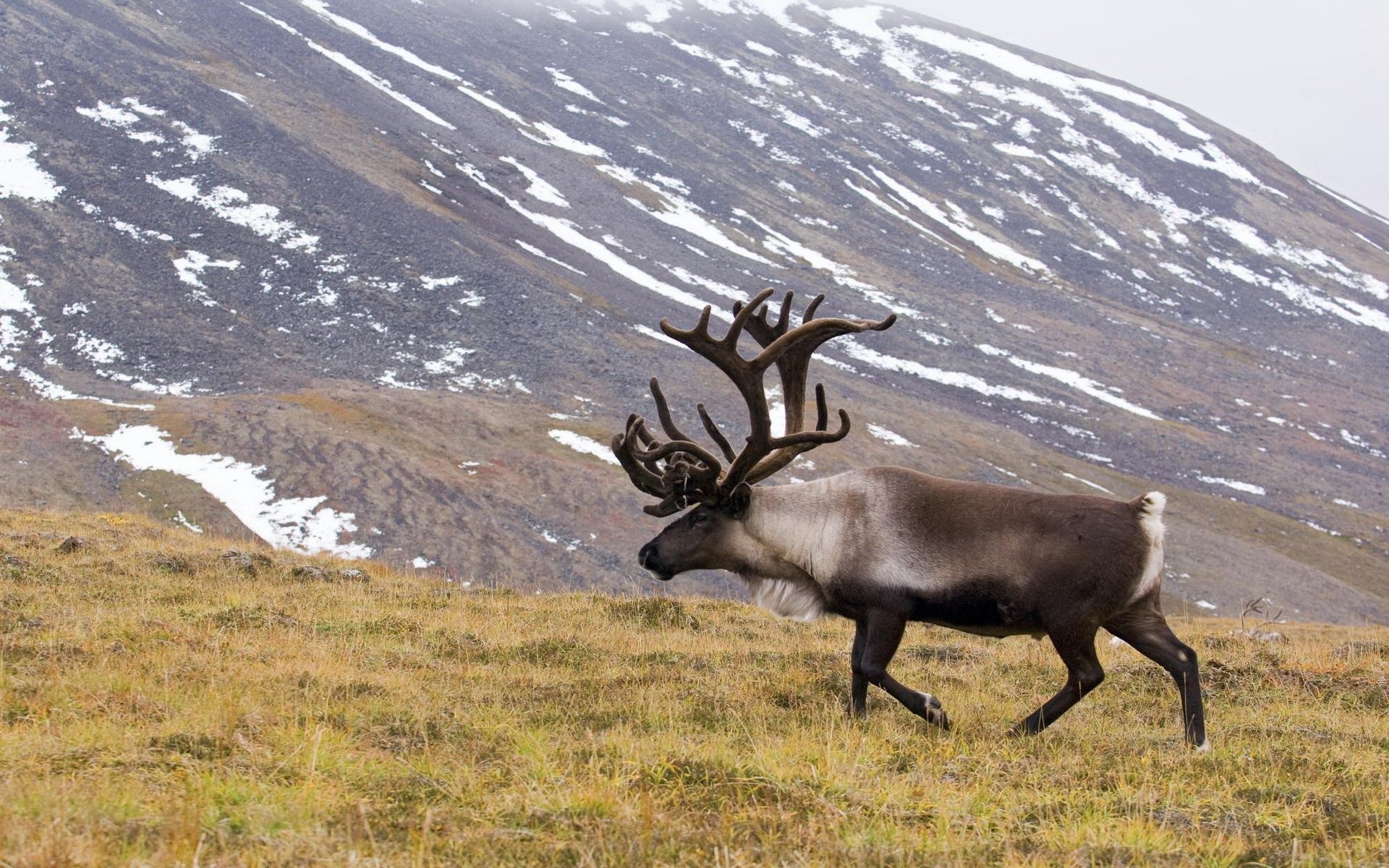 Caribou wallpapers, Visual treat, Animal beauty, Nature's wonder, 1920x1200 HD Desktop