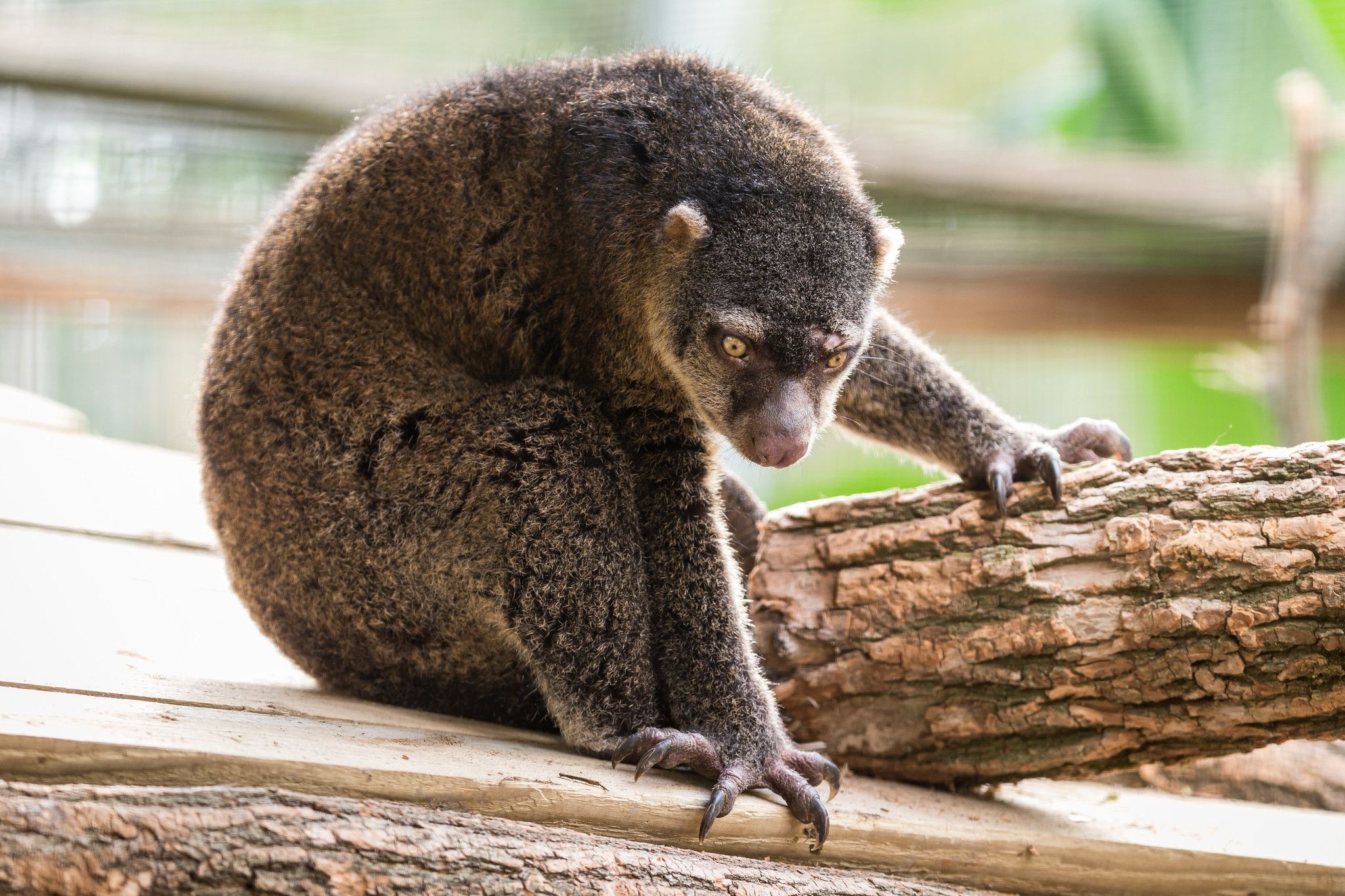 Sulawesi bear cuscus, Endangered species, Unique mammal, Sulawesi island, 2050x1370 HD Desktop