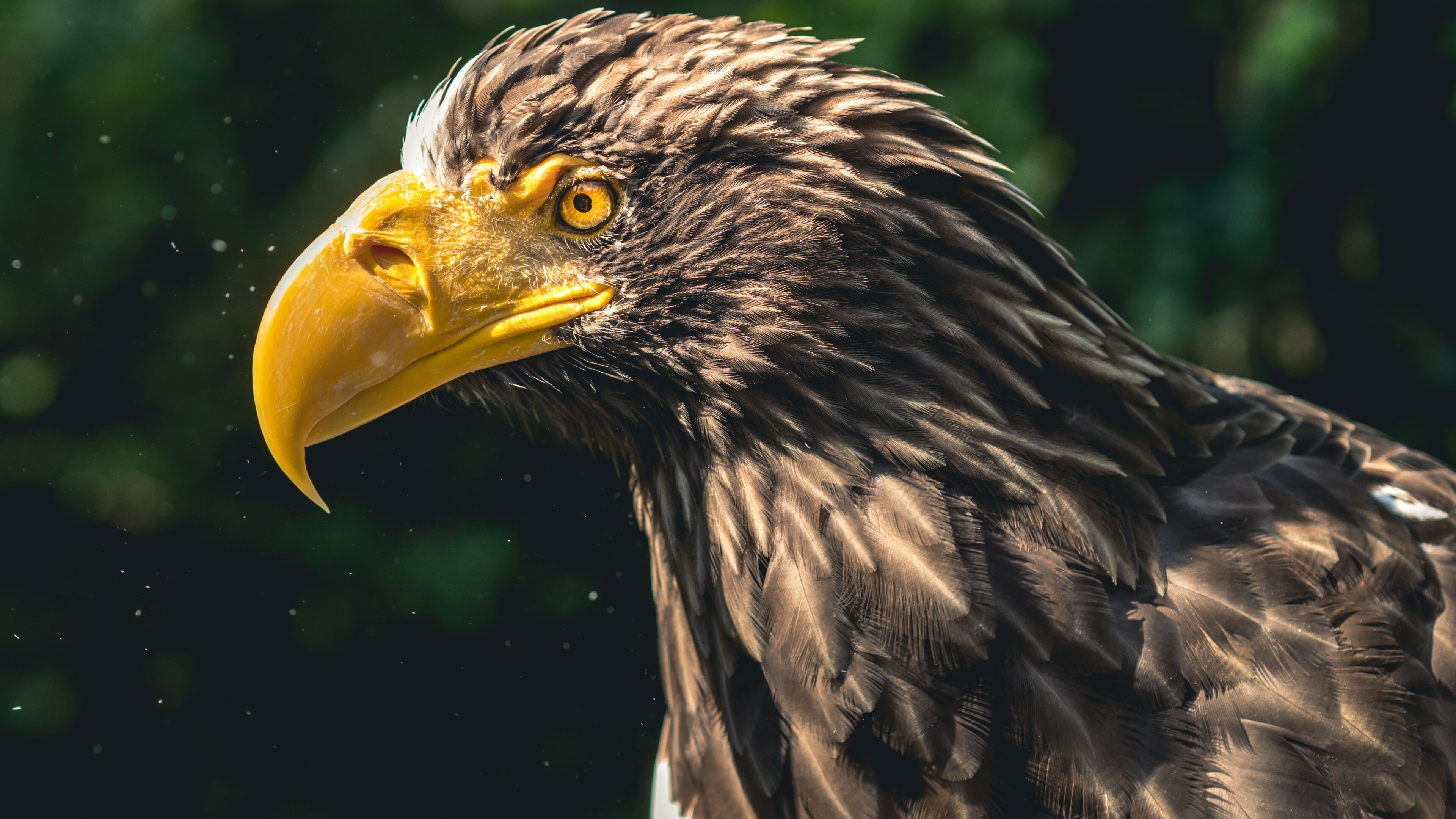 Mighty eagle 4K wallpaper, Impressive bird imagery, Captivating visuals, Mesmerizing beauty, 3840x2160 4K Desktop