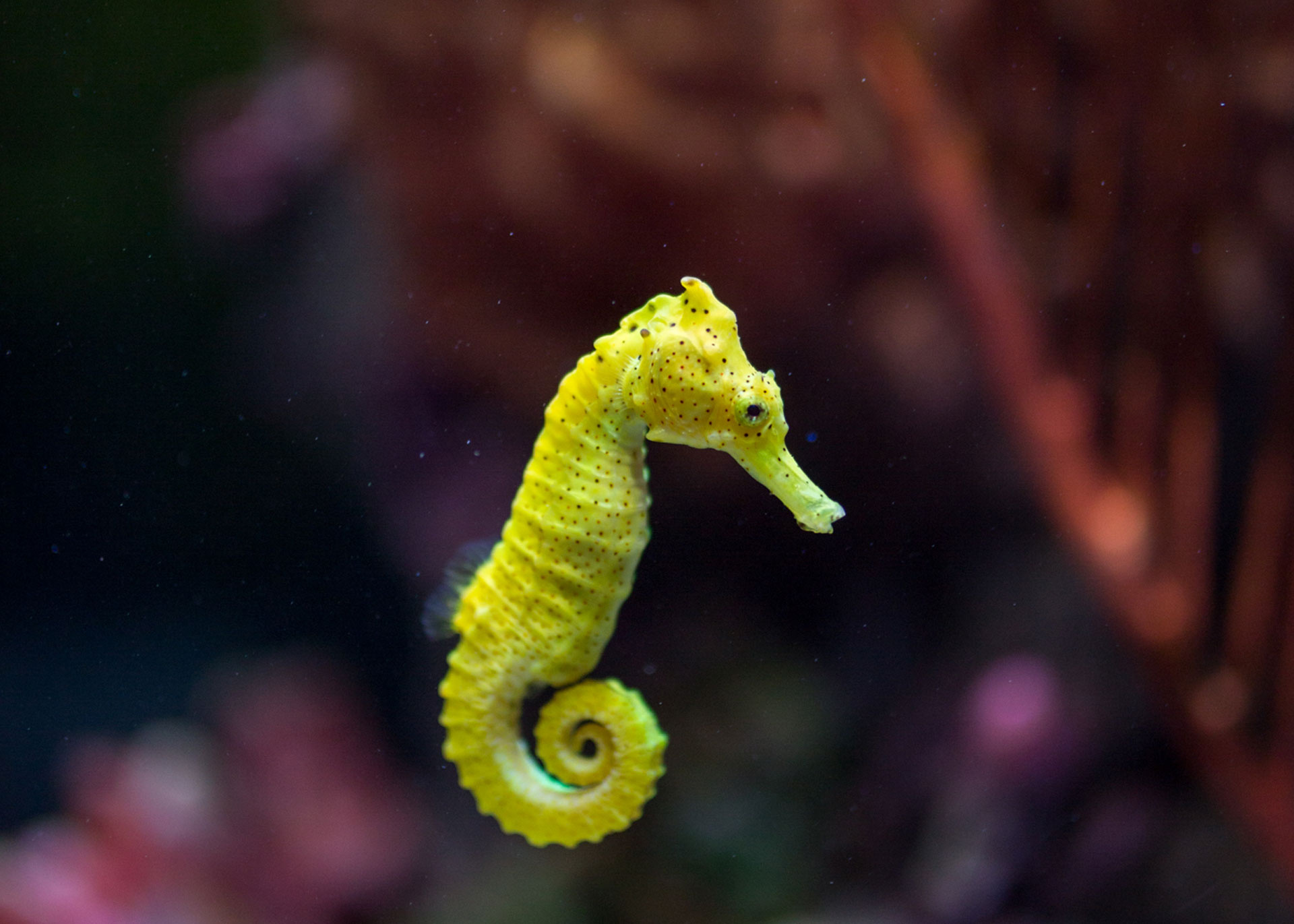 Seahorse, Sea Life Bangkok Ocean World, Kingdom, Animals, 1920x1380 HD Desktop