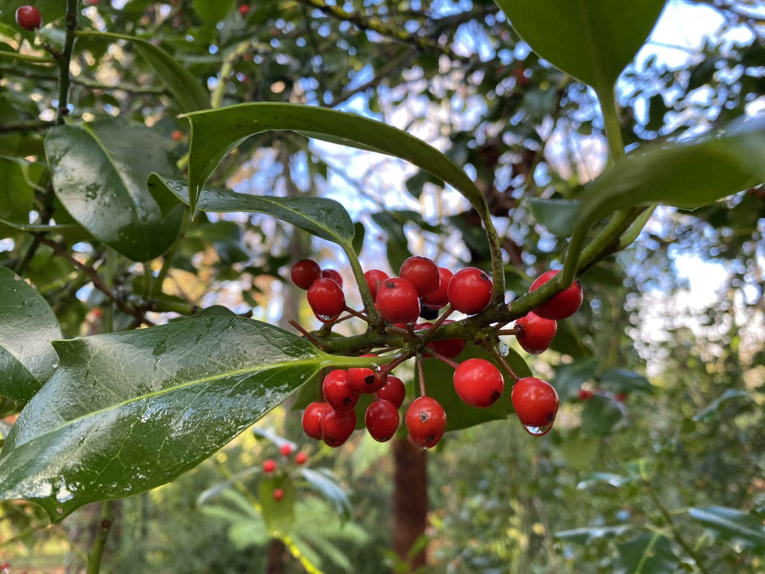 Water drops, Holly Tree Wallpaper, 2560x1920 HD Desktop