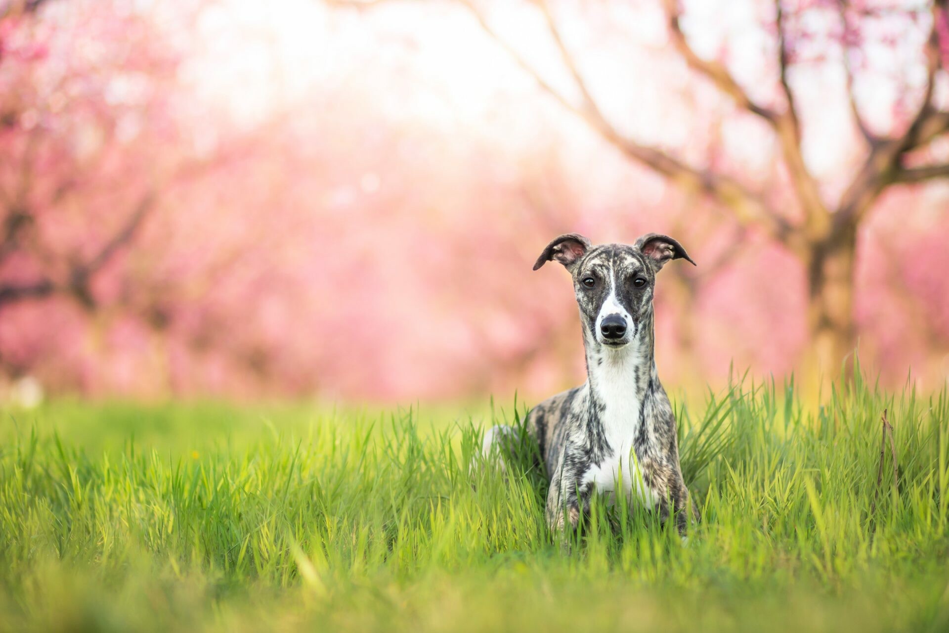 Whippet wallpapers, Ryan Anderson's collection, Sleek and graceful, Elegance in motion, 1920x1280 HD Desktop