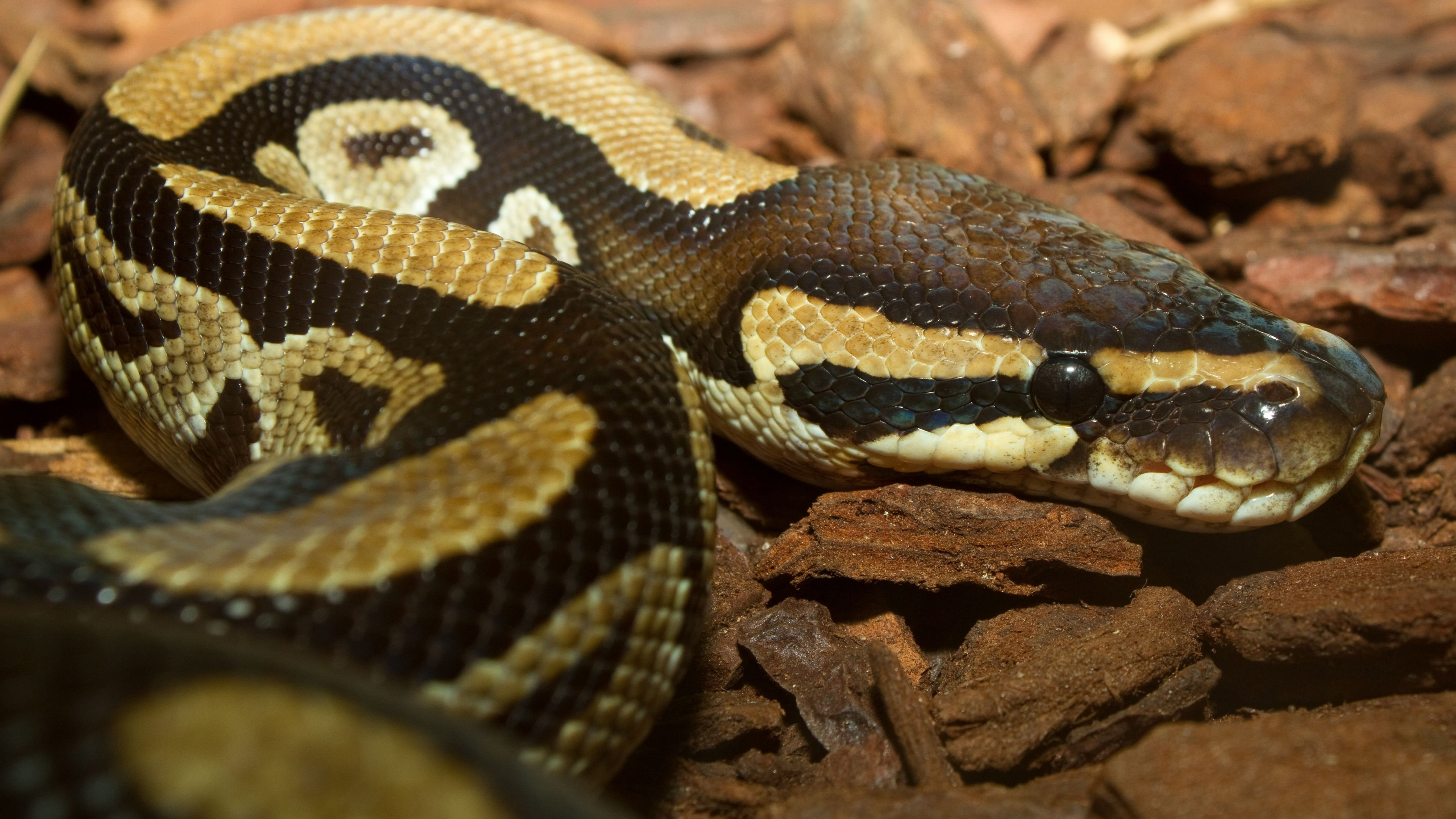 Python snake wallpaper, High resolution, Colorful serpent, Breathtaking visuals, 3840x2160 4K Desktop