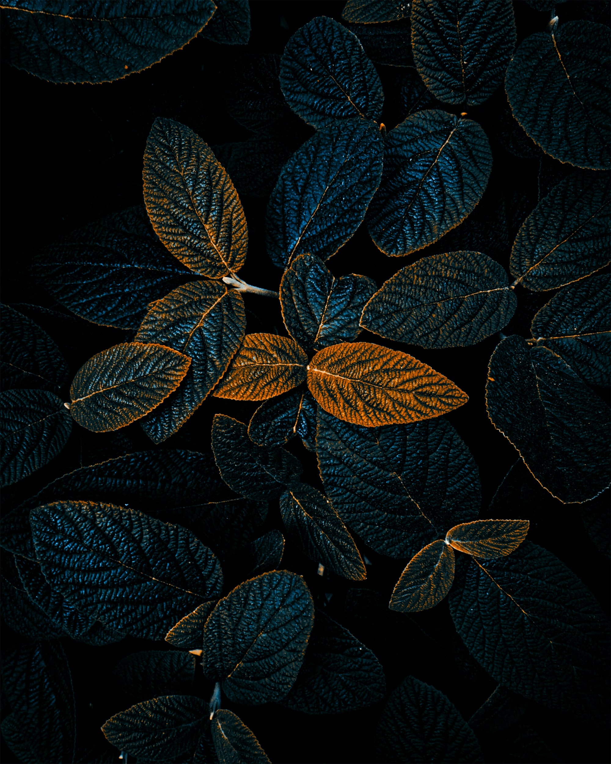 Leaves, Cool Phone Backgrounds Wallpaper, 2000x2500 HD Phone