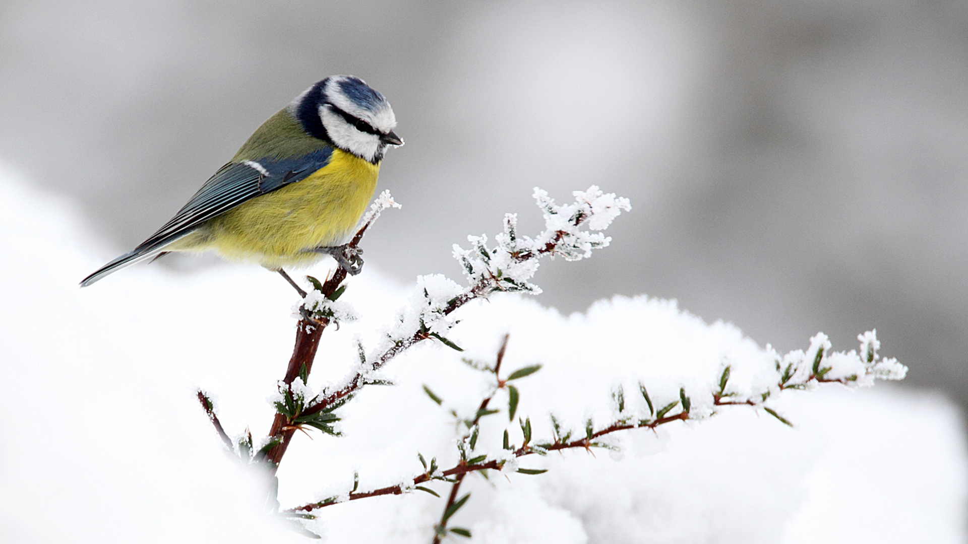 Eurasian Blue Tit, Cyanistes Caeruleus, Nature Photography, Feathered Perfection, 1920x1080 Full HD Desktop