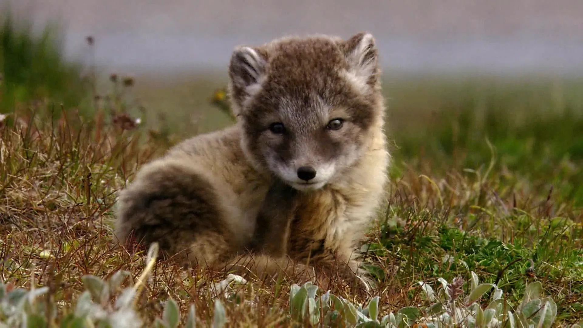 Baby, Arctic Foxes Wallpaper, 1920x1080 Full HD Desktop