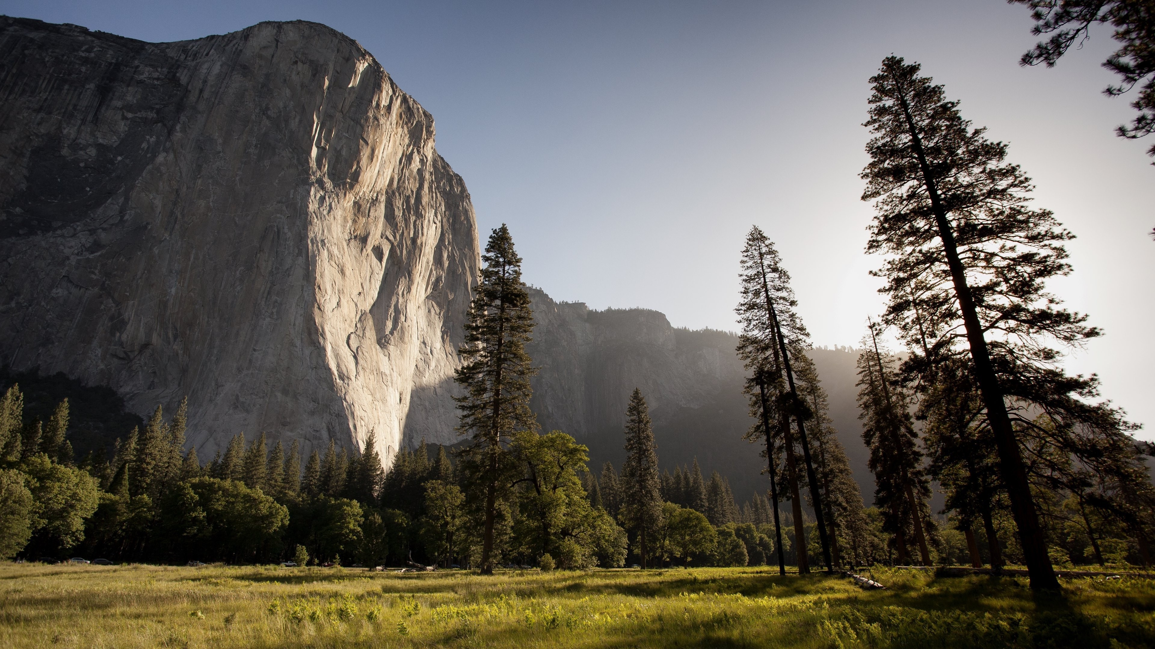 Yosemite National Park, Pine Trees Wallpaper, 3840x2160 4K Desktop