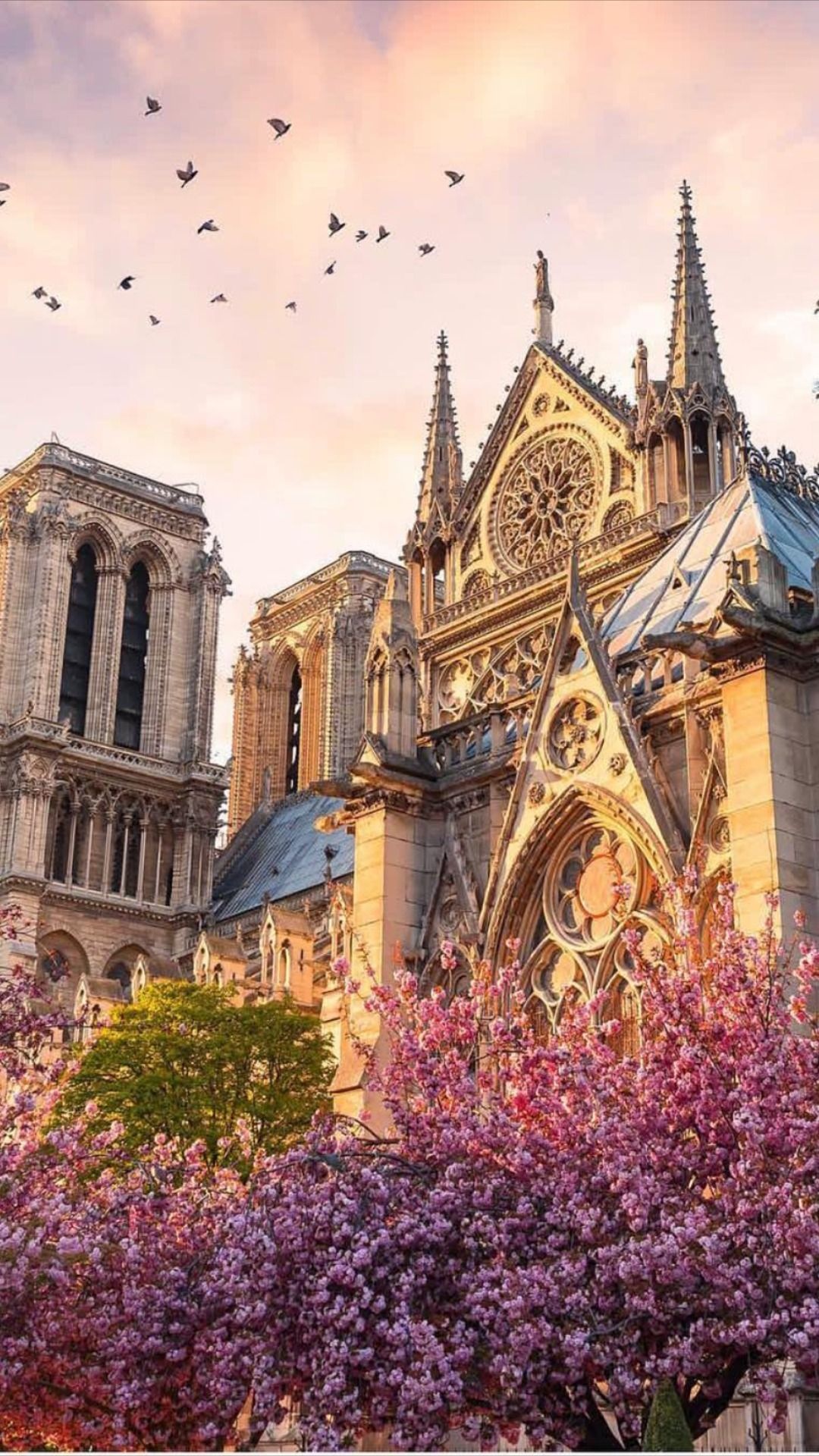 Notre-Dame Cathedral, Travels, Parisian charm, Architectural masterpiece, 1080x1920 Full HD Phone