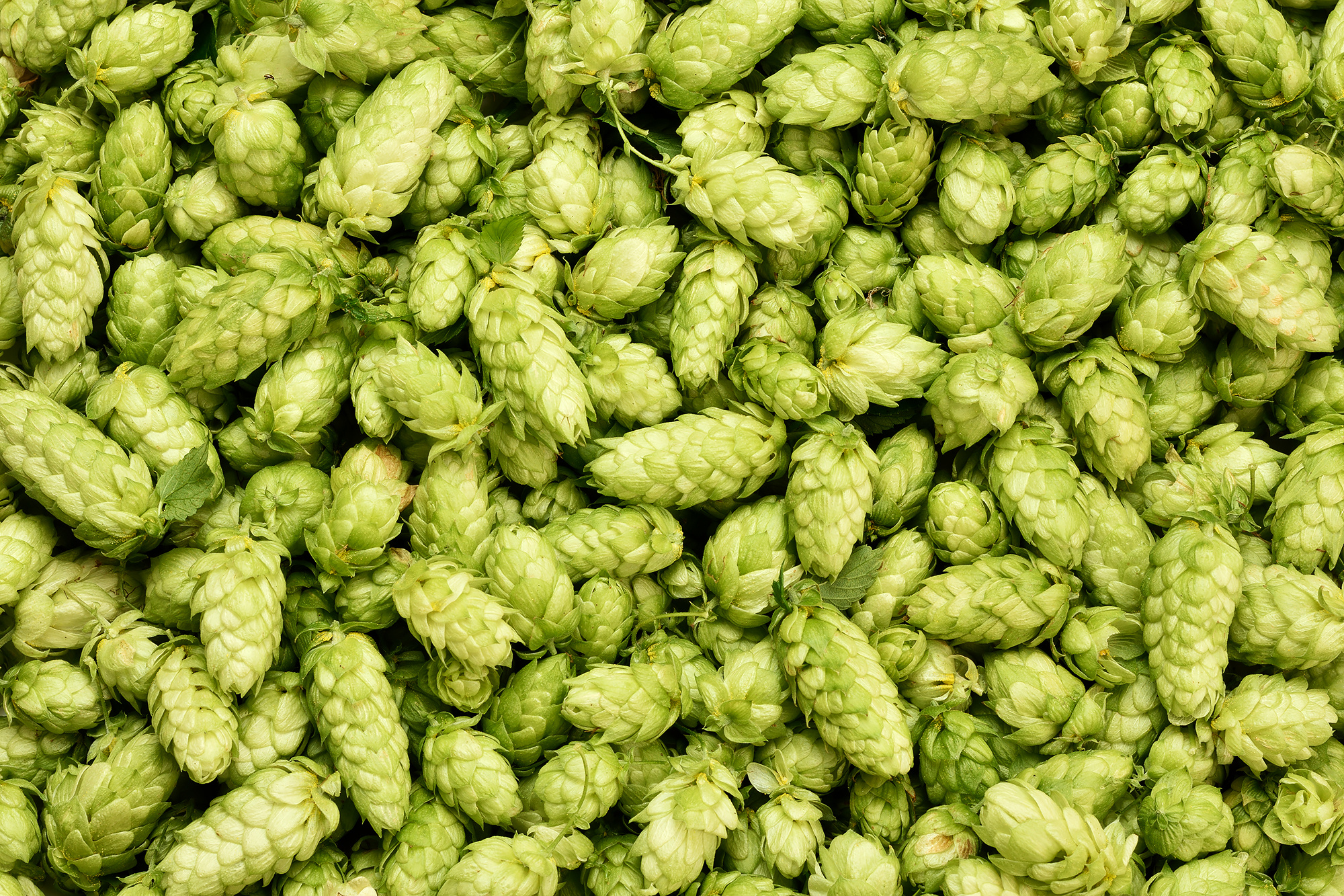 Russian brewers, Hops shortage, Brewing industry, Craft beer, 2000x1340 HD Desktop