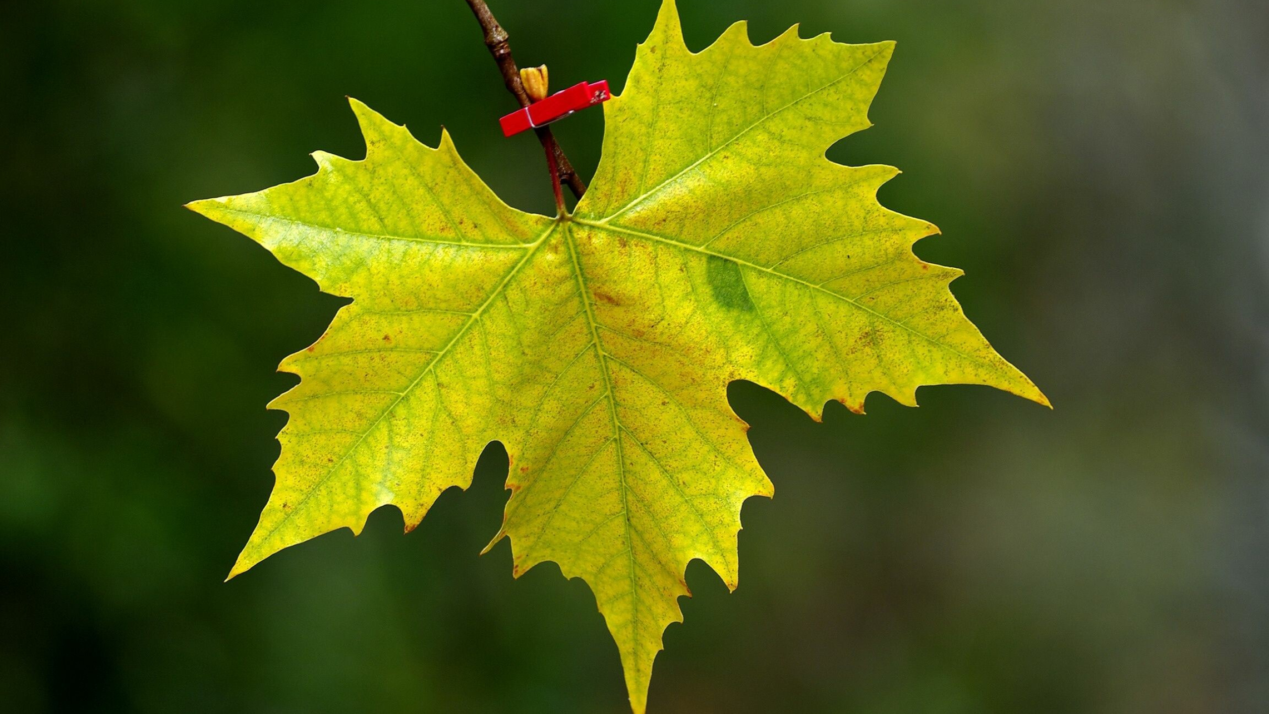 Fall maple leaves wallpapers, 4K HD, 2560x1440 HD Desktop