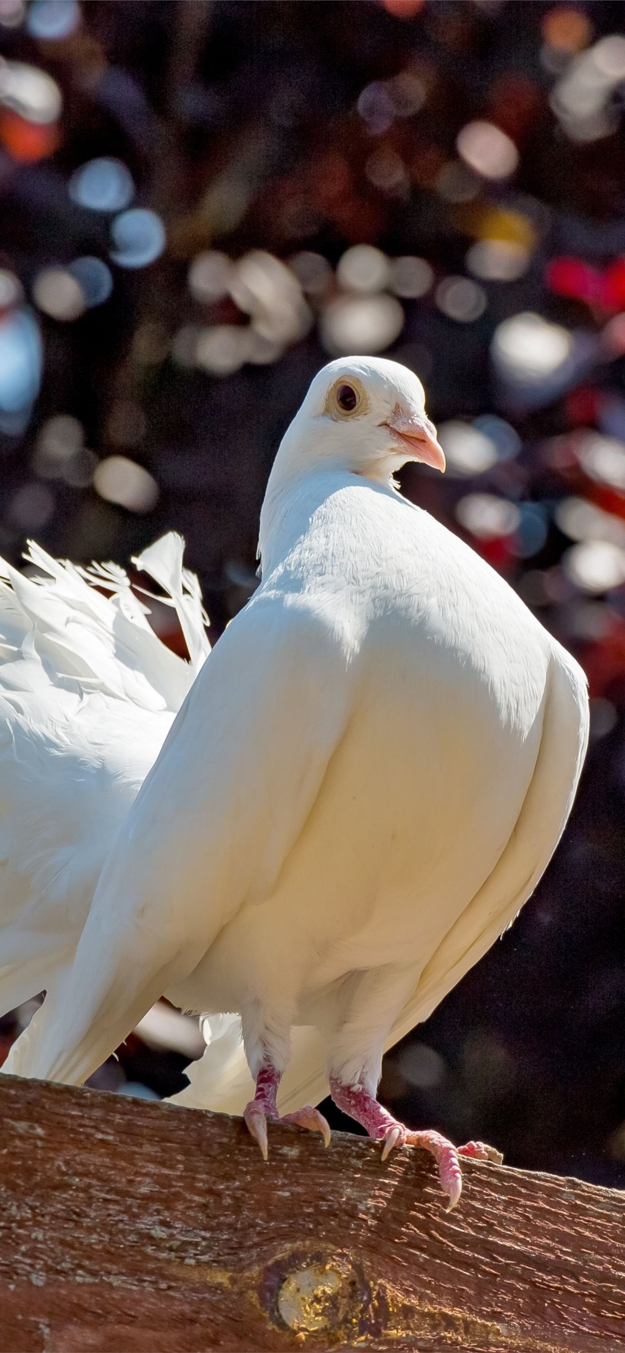 Pigeon species, Vibrant plumage, iPhone wallpapers, Avian beauty, 1290x2780 HD Phone