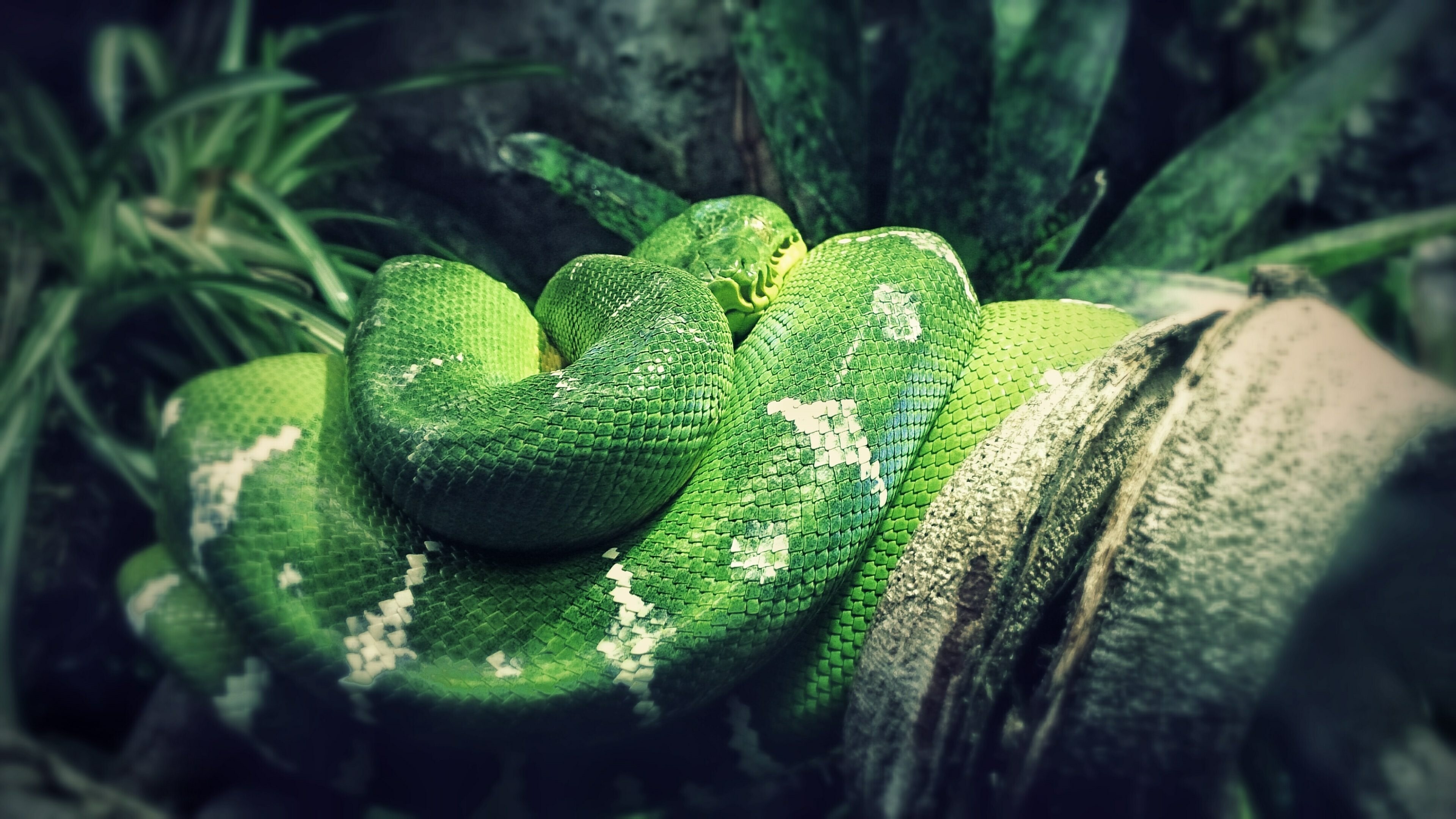 Corallus caninus, Snakes Wallpaper, 3840x2160 4K Desktop