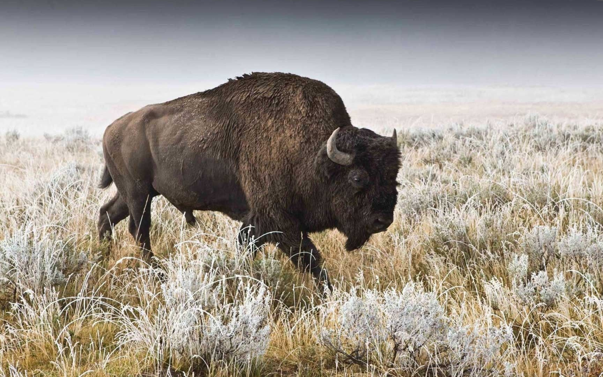 White buffalo's allure, Rare beauty, Ethereal presence, Symbol of spirituality, 1920x1200 HD Desktop