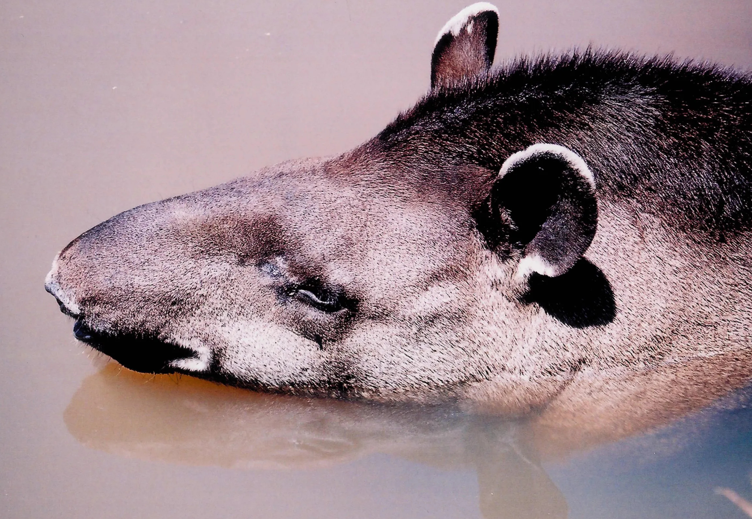 Atlantic forest, Tapir extinction, Forest at risk, Endangered, 2560x1770 HD Desktop