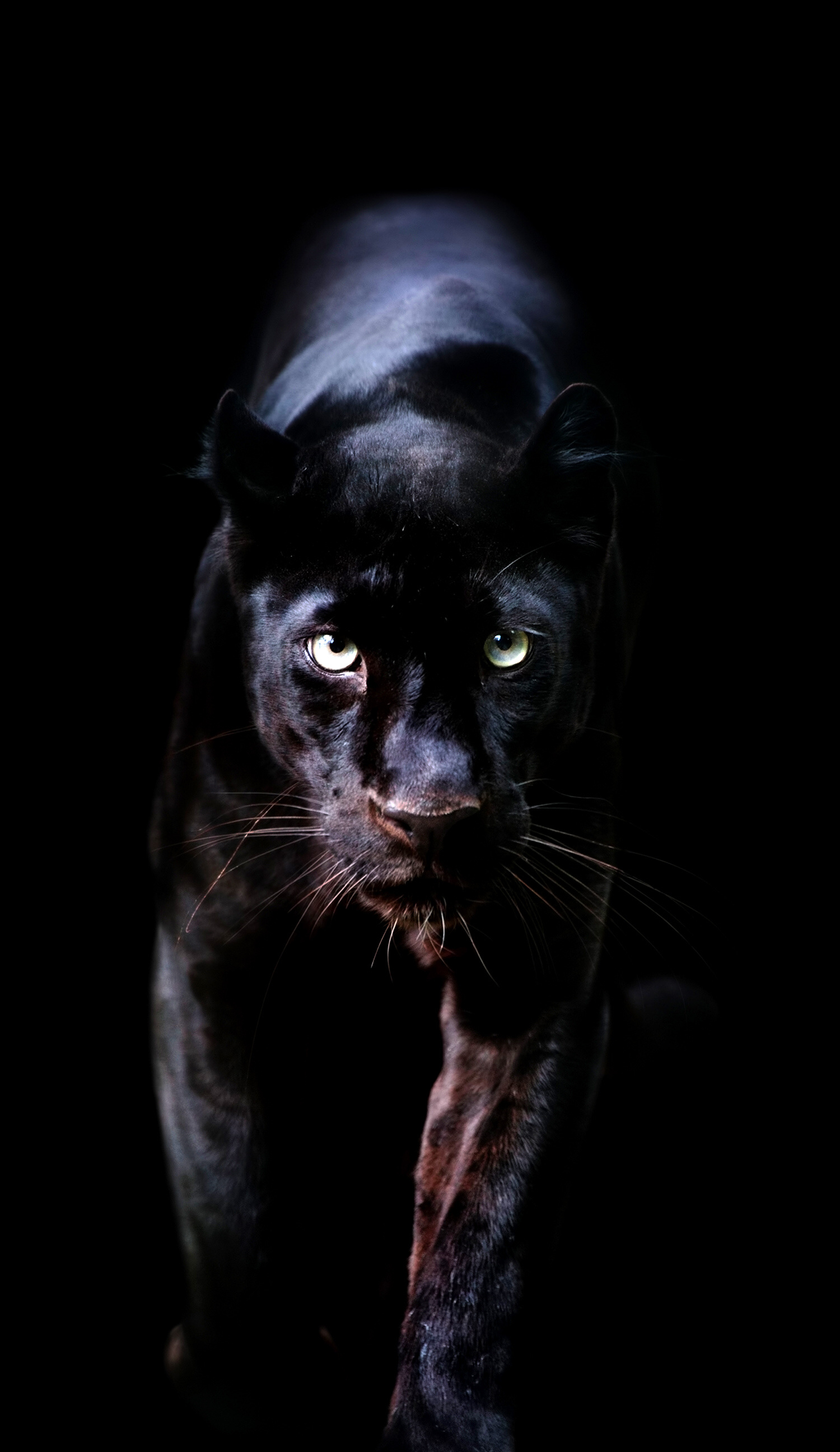 Black Panther, Animal, Wild, Backgrounds, 1500x2600 HD Phone