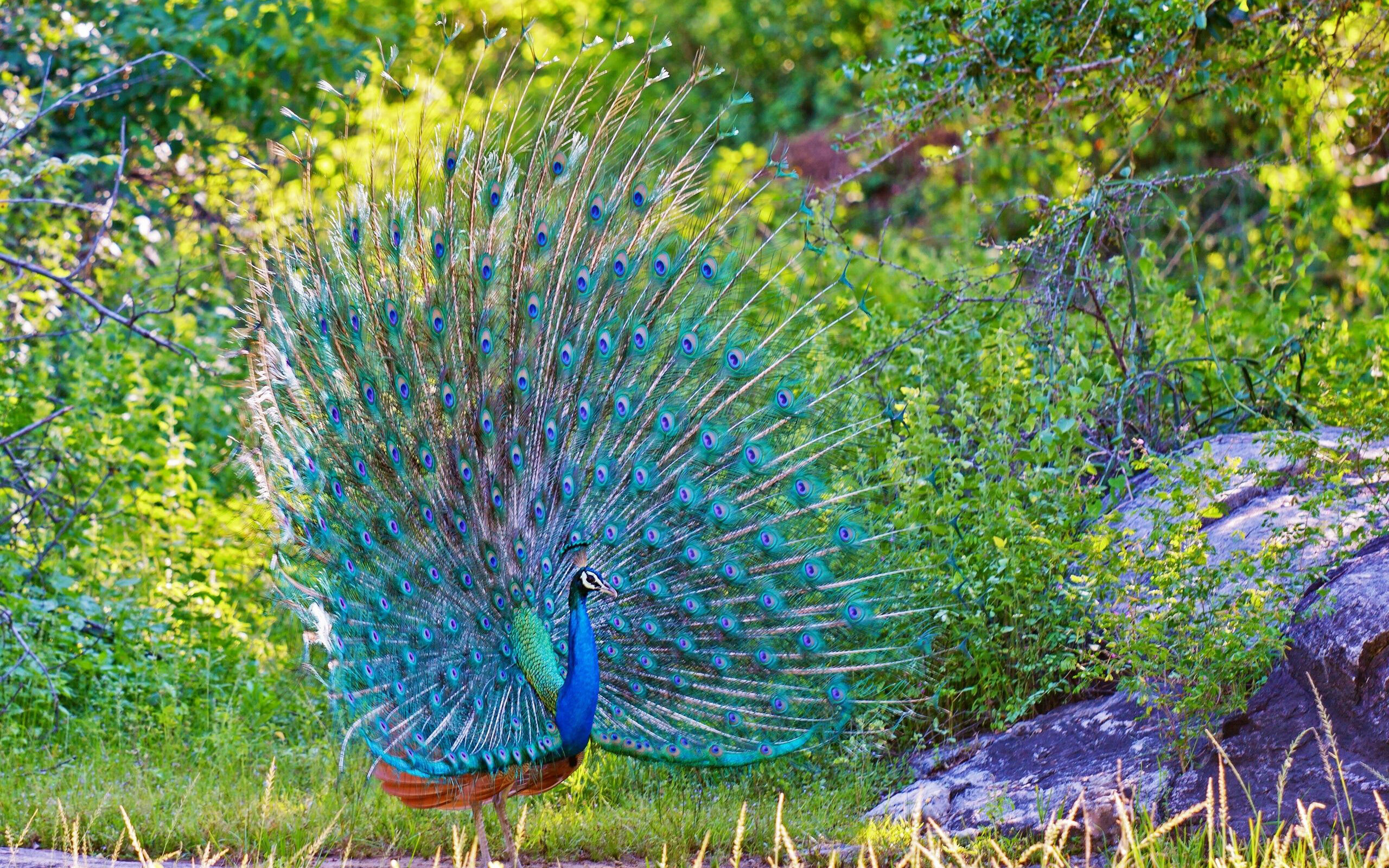 Peacock wallpaper, Beautiful design, Stunning visuals, Captivating image, 2560x1600 HD Desktop