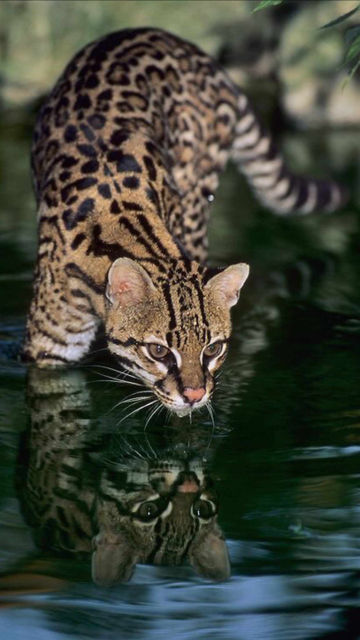 Ocelot, Wild cats, Beautiful creatures, Caucel inspiration, 1250x2210 HD Phone