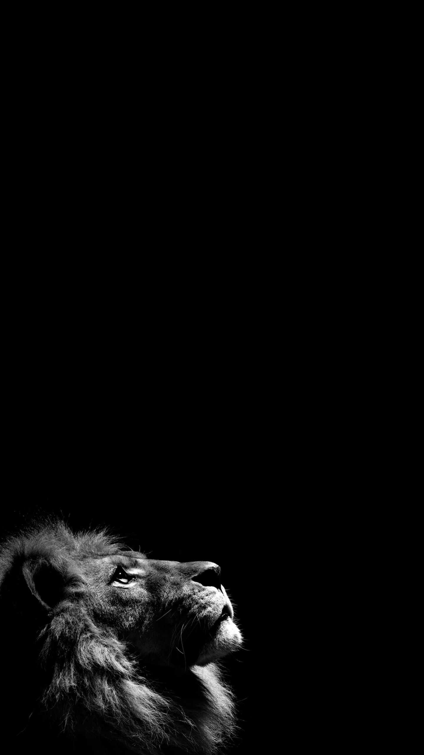 Roaring lion, Intense gaze, Striking visuals, Wildlife photography, 1440x2560 HD Phone