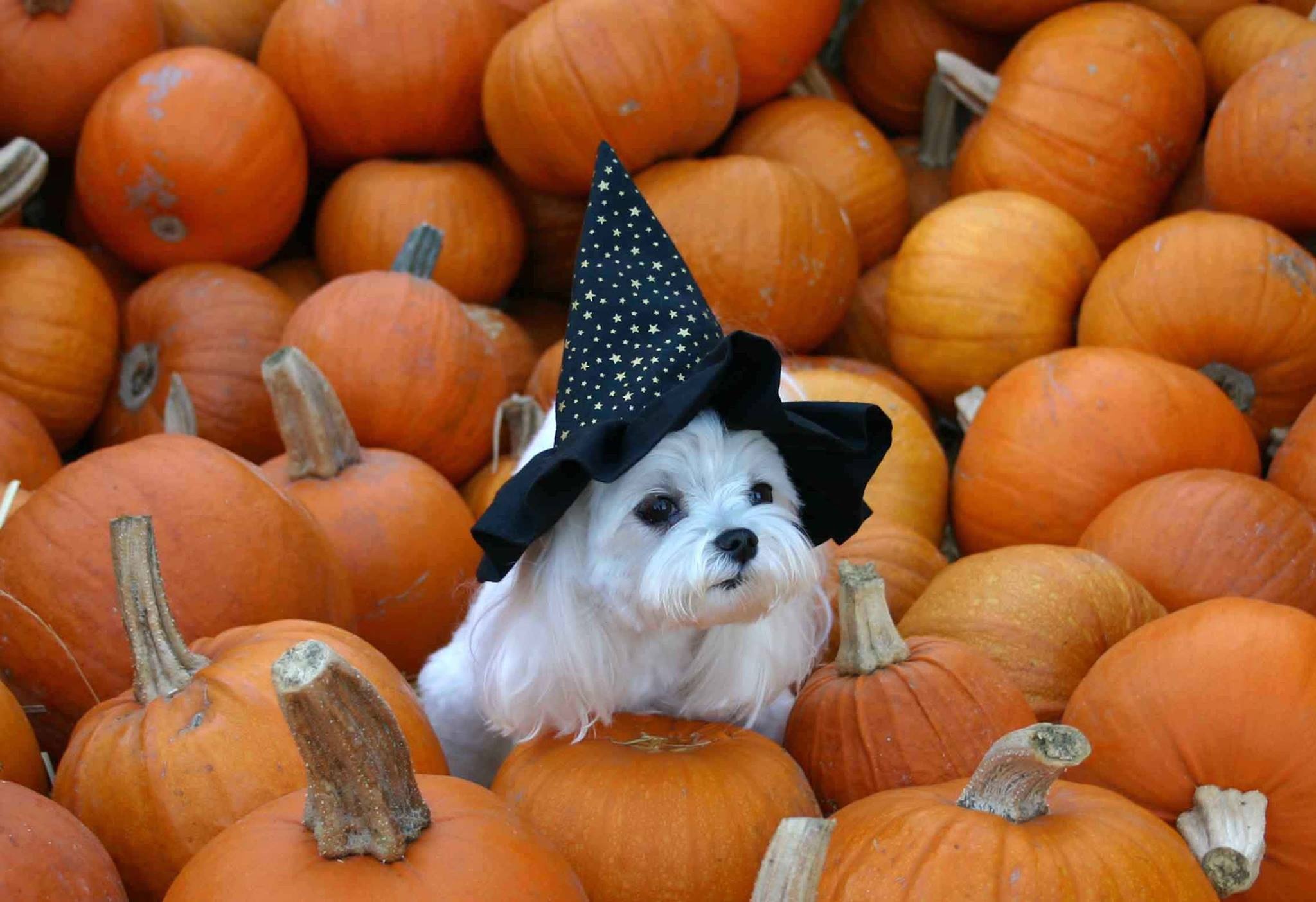 Dog and pumpkins, Halloween Pets Wallpaper, 2050x1410 HD Desktop