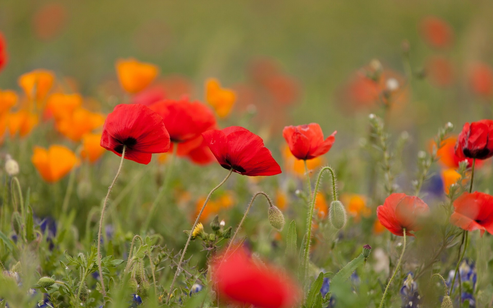 Poppy Flower, Poppies flowers, Desktop and mobile, Floral backgrounds, 1920x1200 HD Desktop