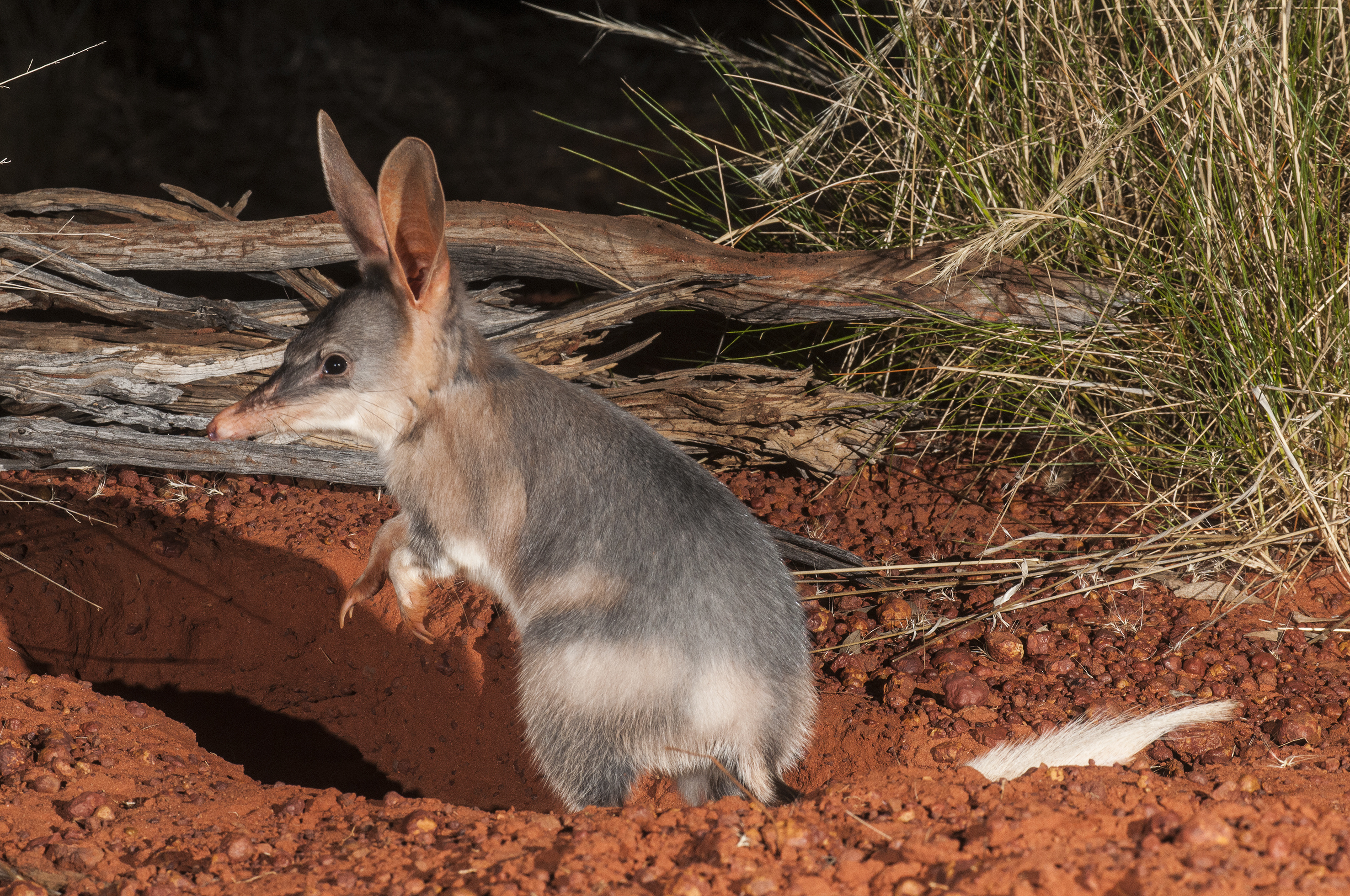 Macrotis (Bilby), Martu waterhole expedition, Cool green science, Australia, 2960x1970 HD Desktop