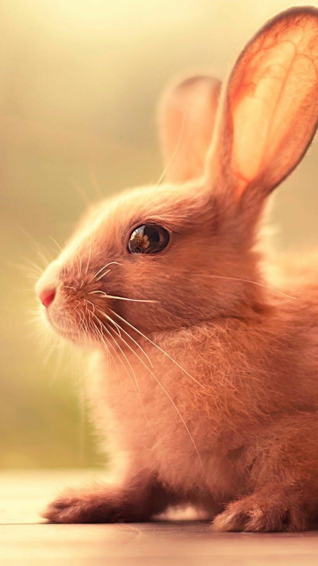 Top best rabbit backgrounds, HD, 1080x1920 Full HD Phone