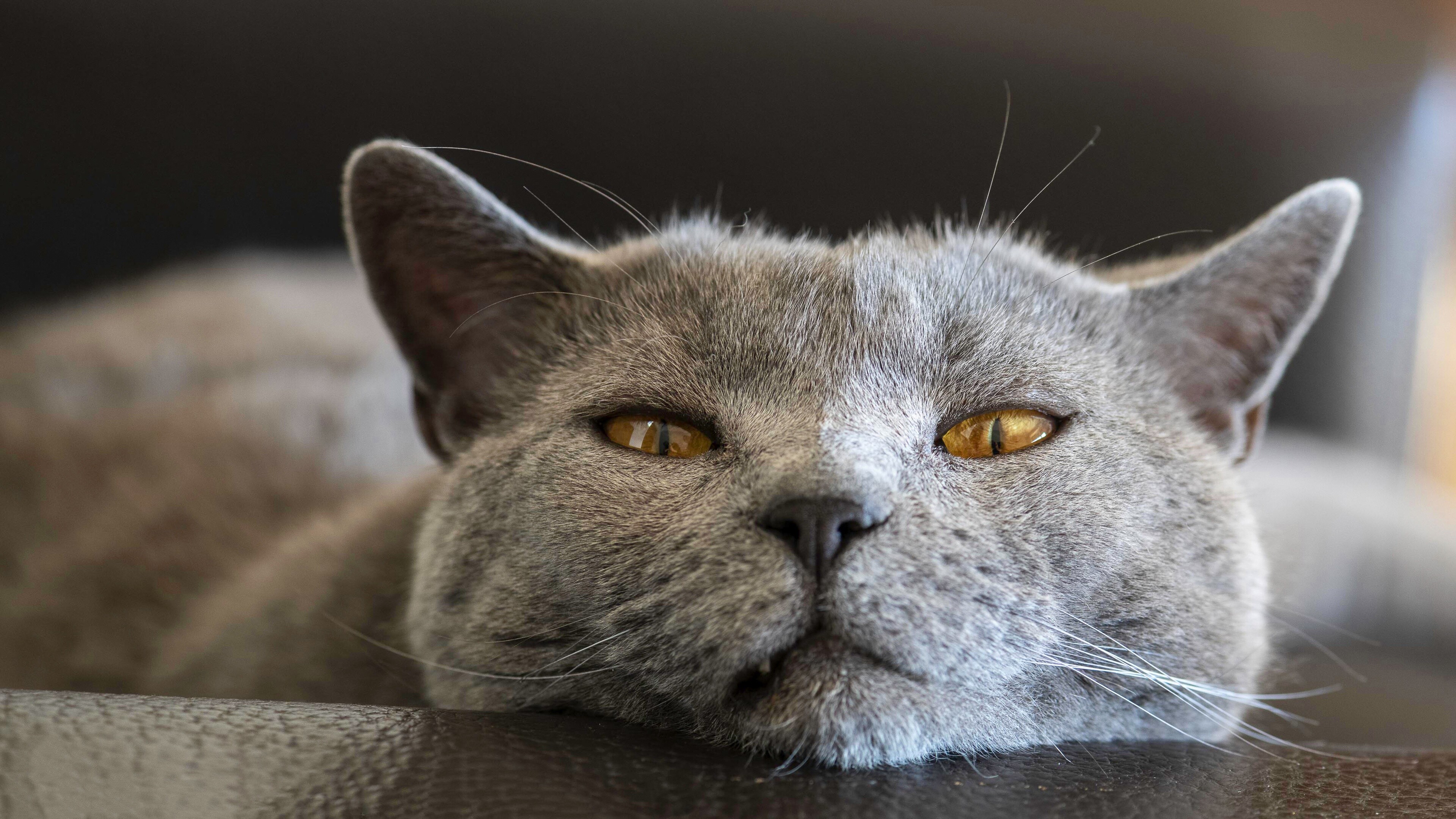 Blue, British Shorthair Wallpaper, 3840x2160 4K Desktop