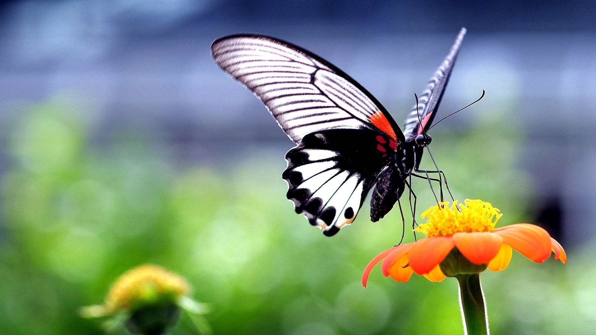 Butterfly insect animals, Nature wings, Flowers closeup macro, 1920x1080 Full HD Desktop