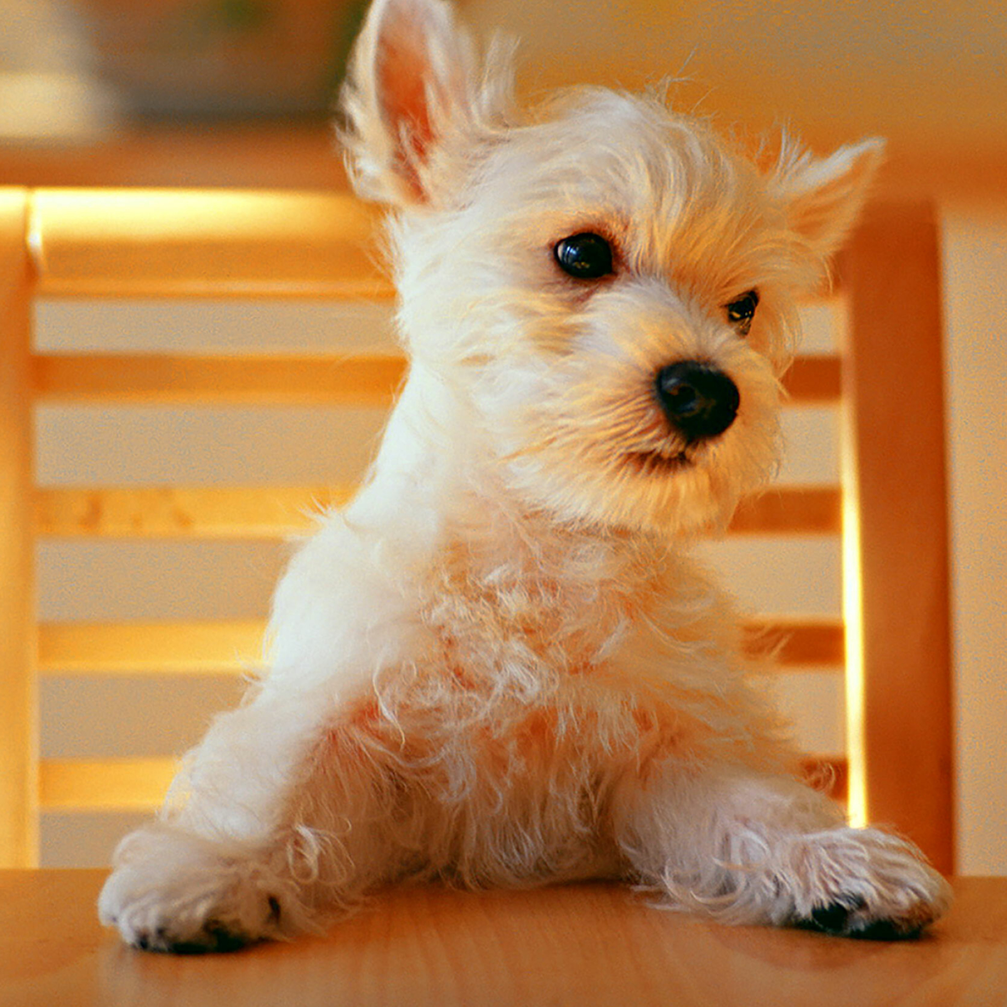 West Highland White Terrier, Dogs Wallpaper, 2050x2050 HD Phone